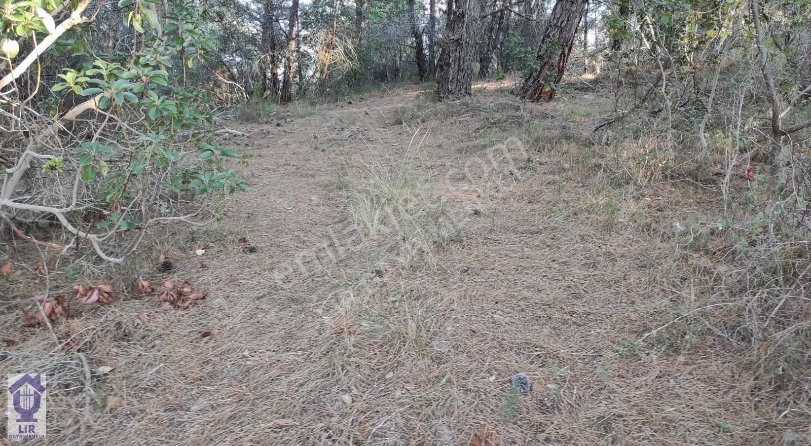 Lir Den Çanakkale Bayramiç Zerdalilik Te 4300 M2 Zeytinlik - Görsel 14