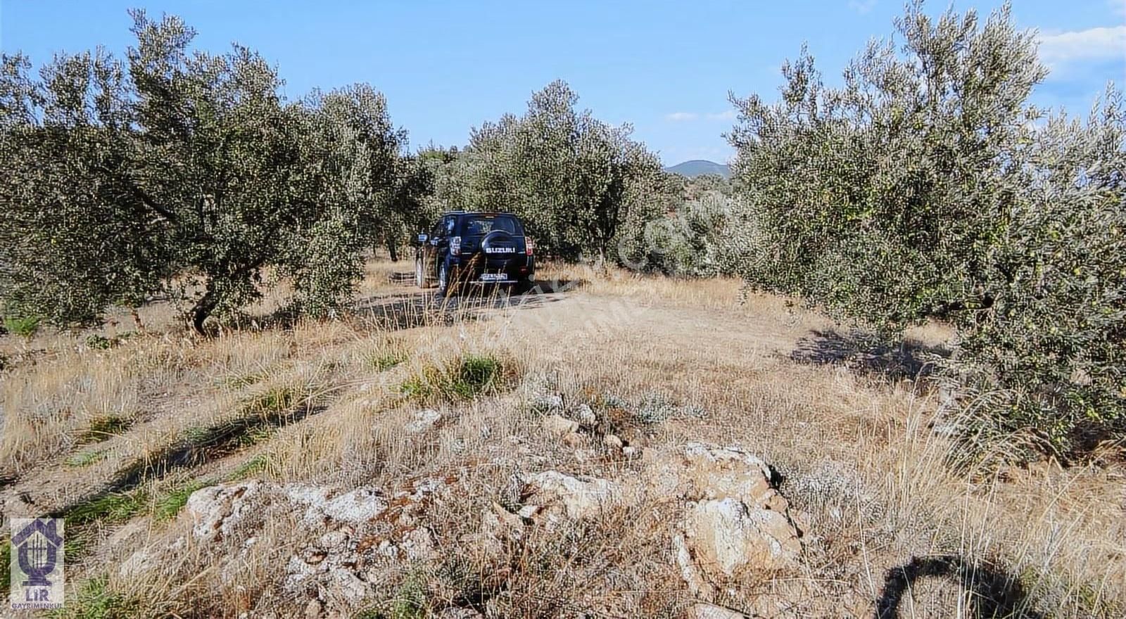Lir Den Çanakkale Bayramiç Zerdalilik Te 4300 M2 Zeytinlik - Görsel 13