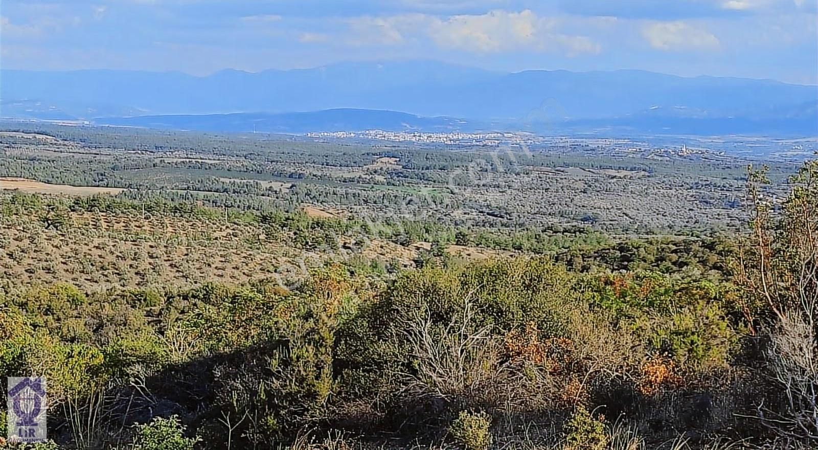 Lir Den Çanakkale Bayramiç Zerdalilik Te 4300 M2 Zeytinlik - Görsel 5