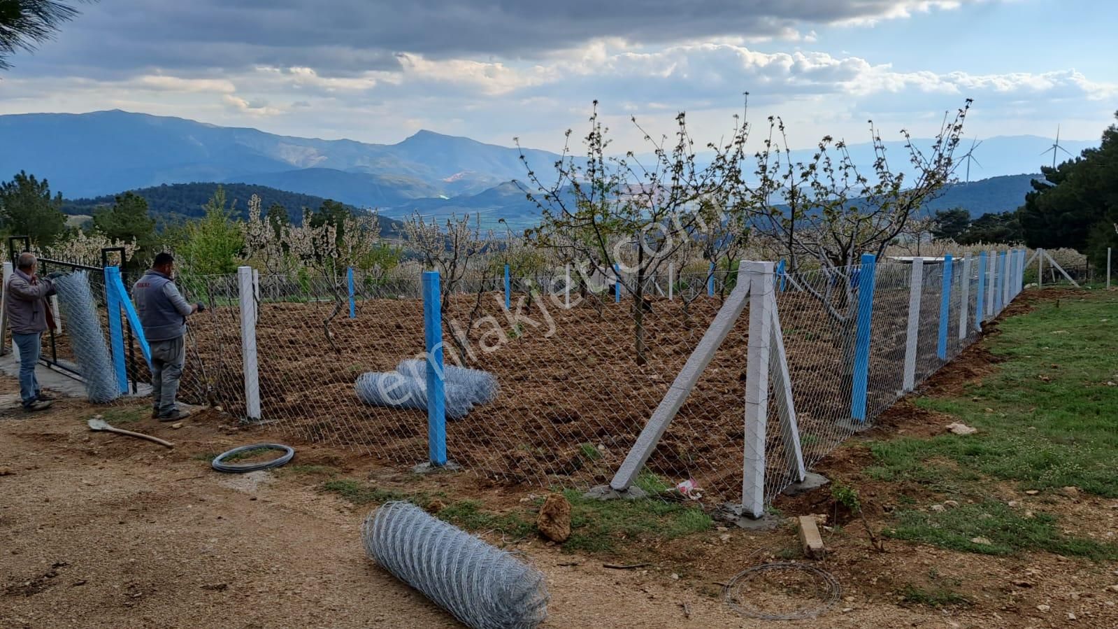 Kemalpaşa Damlacık’ta Kiraz Ağaçlı, Yola Cephe Hisseli Tarla – 500 M² - Görsel 4