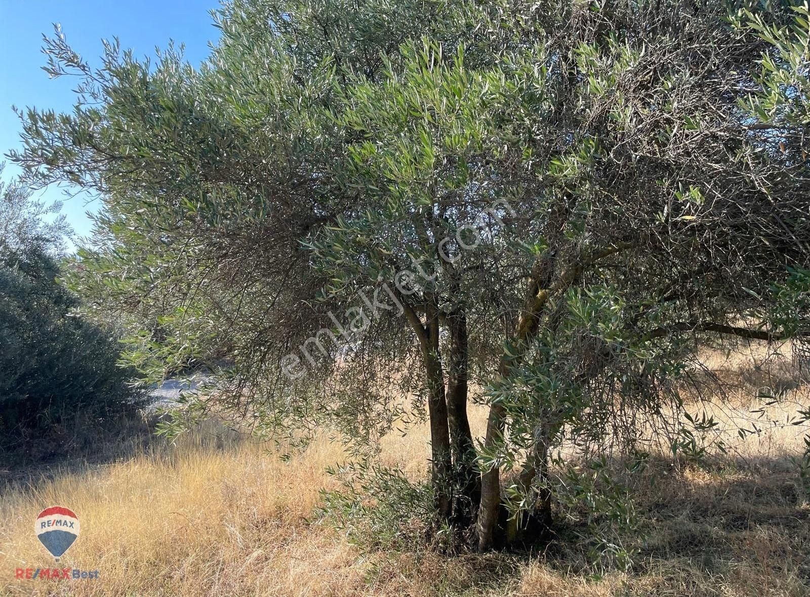 9 Aydın Karacasu Yaylalı Mahallesı Satılık 38 Dönüm Zeytınlık - Görsel 7