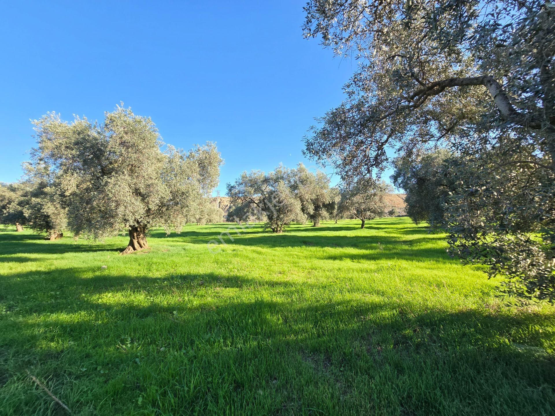 Hb'den Satılık Arsa, Villa İmarlı/asfalta Geniş Cepheli/11.143 M² - Görsel 7