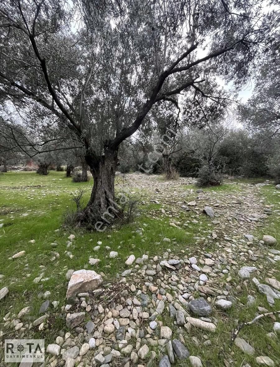 Kızılkeçili Yola Cephe Yapı Kayıtlı Zeytinlik-rota - Görsel 6