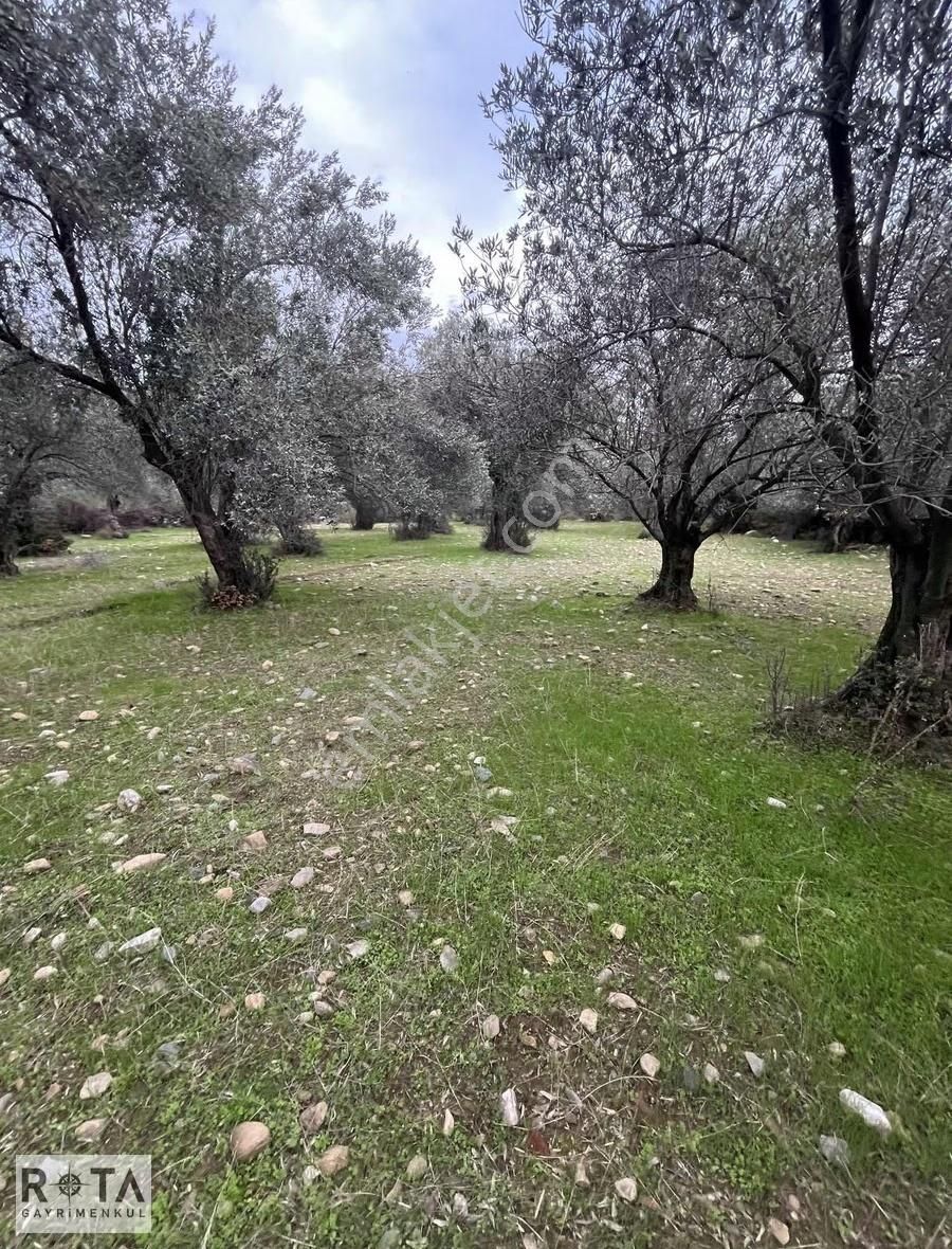 Kızılkeçili Yola Cephe Yapı Kayıtlı Zeytinlik-rota - Görsel 5