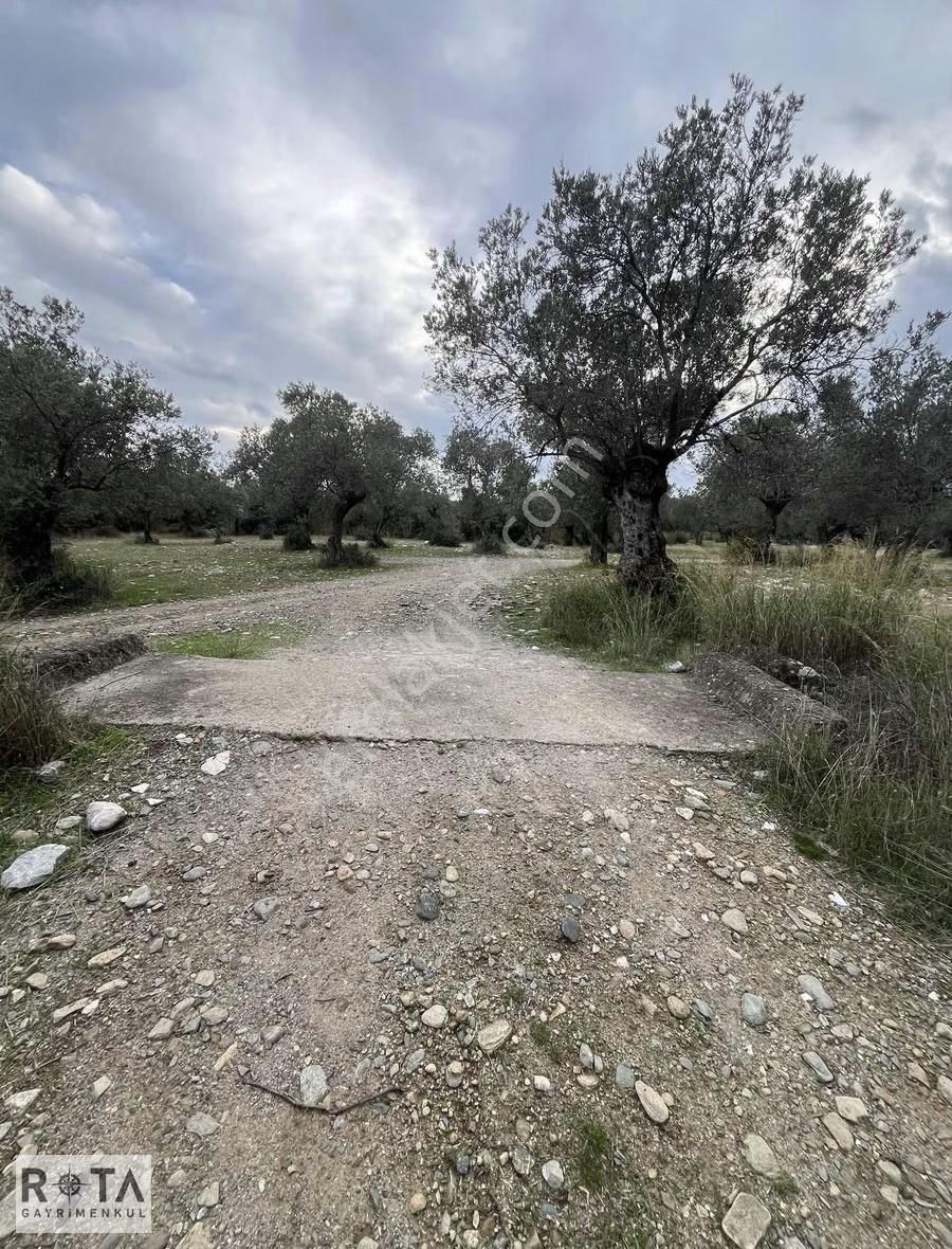Kızılkeçili Yola Cephe Yapı Kayıtlı Zeytinlik-rota - Görsel 2