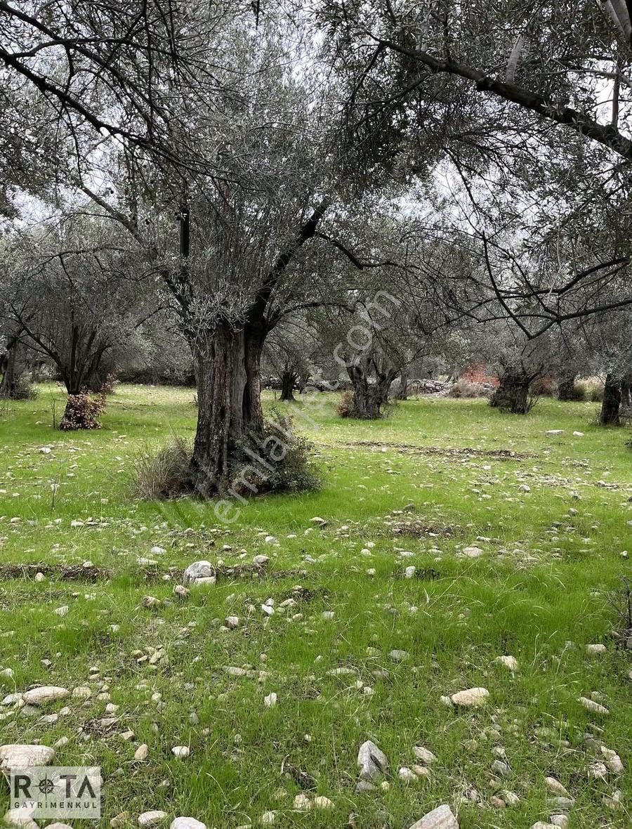 Kızılkeçili Yola Cephe Yapı Kayıtlı Zeytinlik-rota