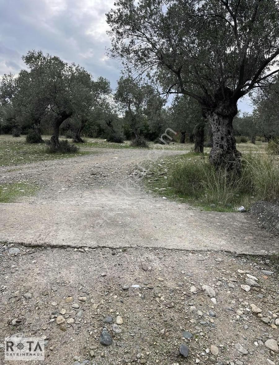 Kızılkeçili Yola Cephe Yapı Kayıtlı Zeytinlik-rota - Görsel 8