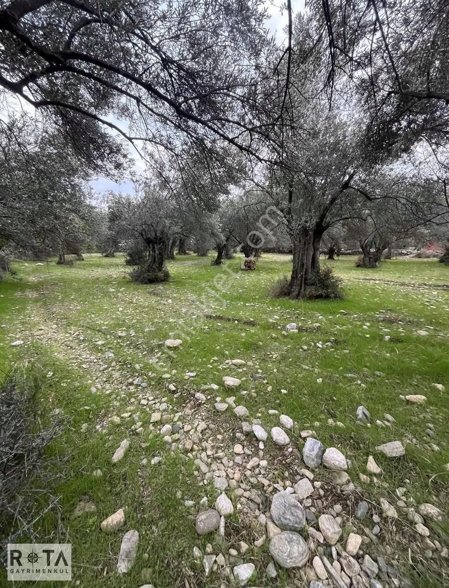 Kızılkeçili Yola Cephe Yapı Kayıtlı Zeytinlik-rota - Görsel 4
