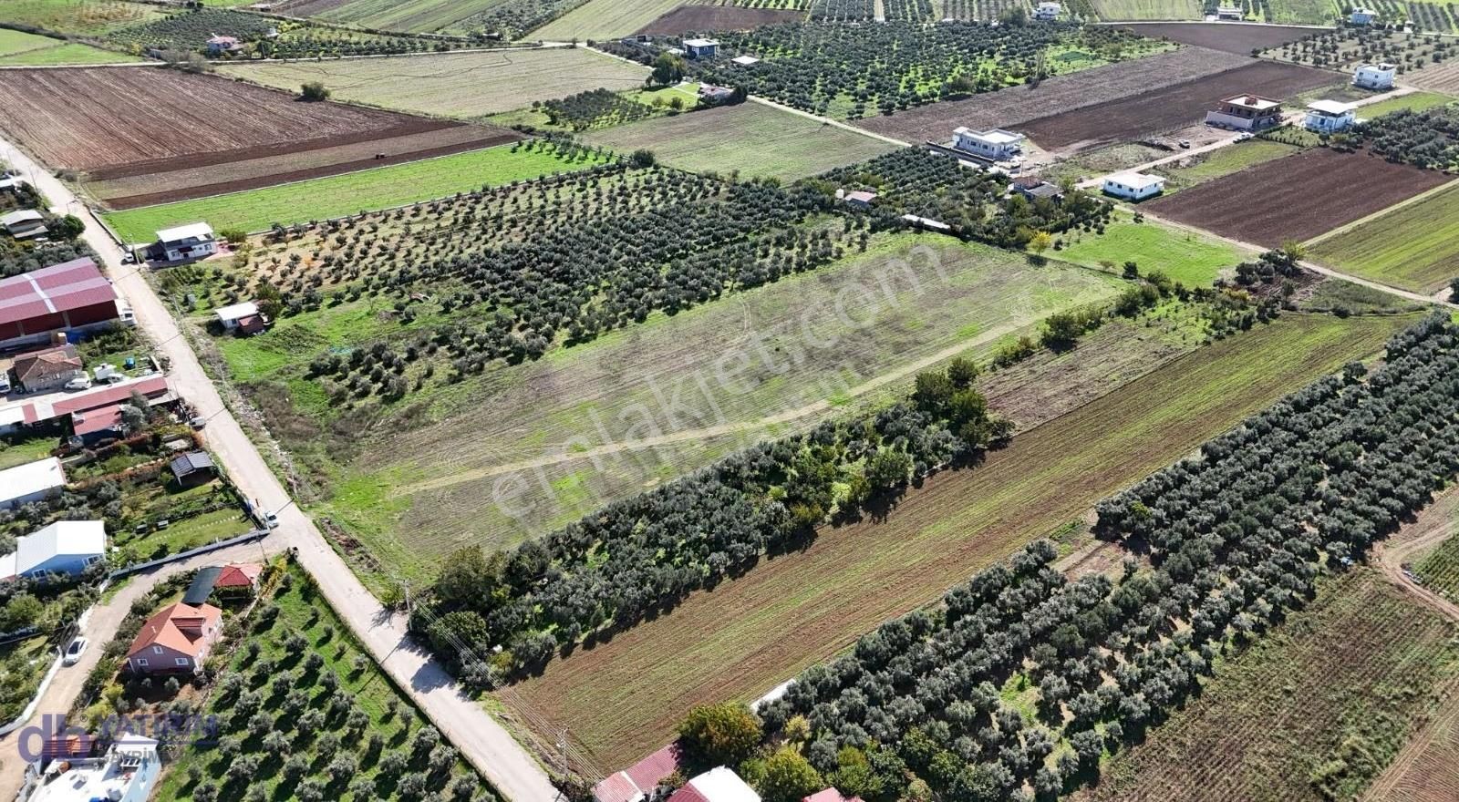 Menderes Oğlananası Nda 9460 M2 Satılık Tek Tapu - Görsel 2