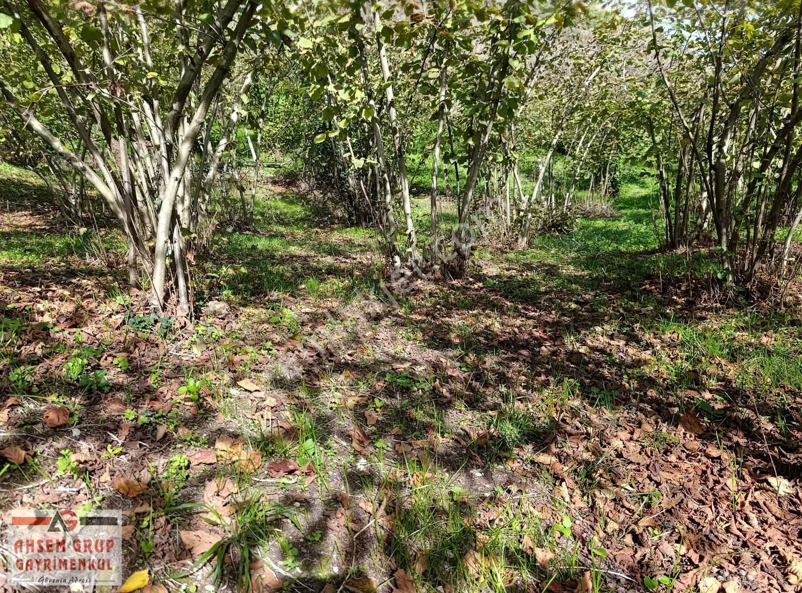 Manavpınarı'nda 1810m²! Elektrik/su 200m! Yaz Kış Ulaşımlı Arsa - Görsel 26