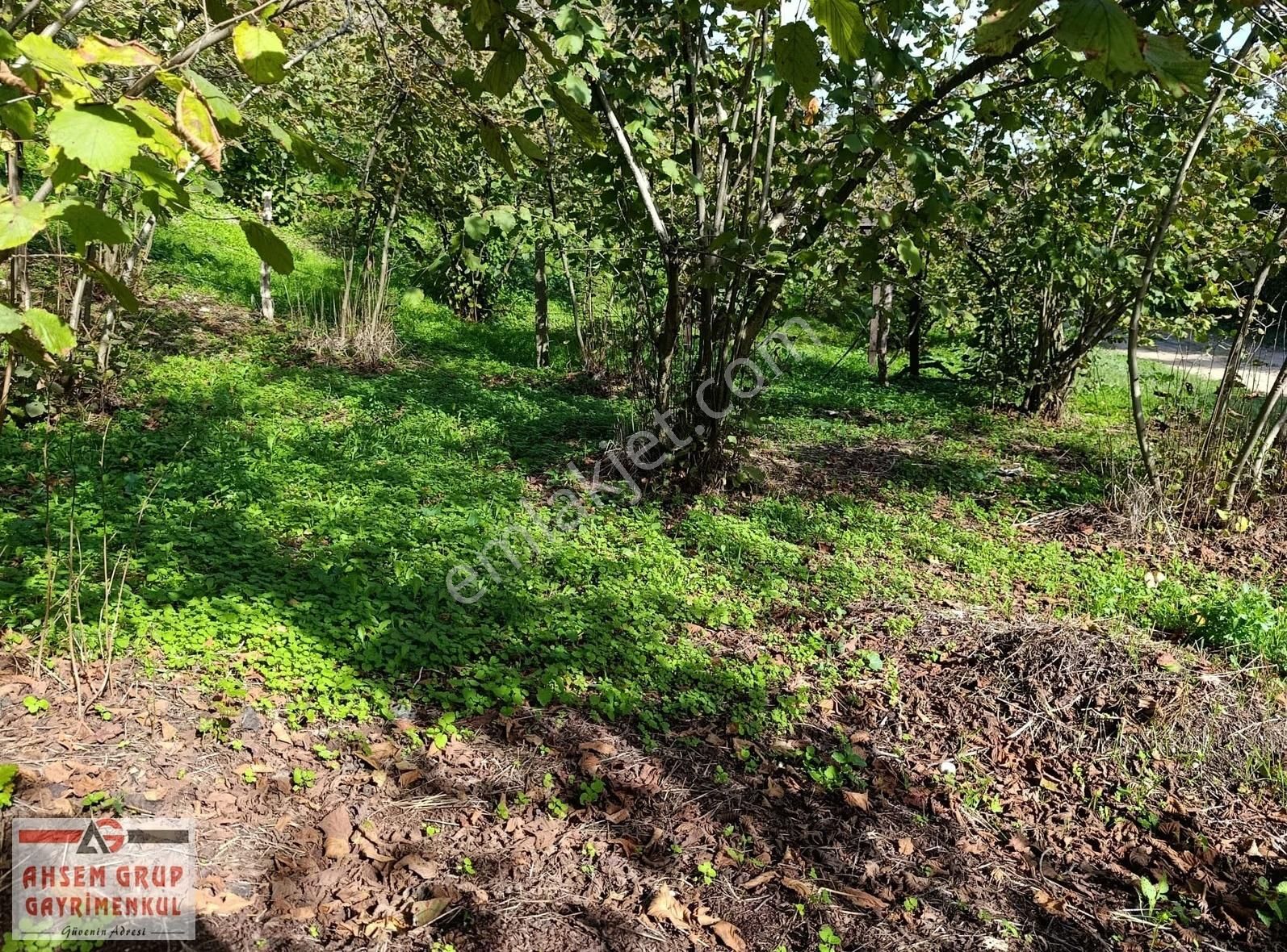 Manavpınarı'nda 1810m²! Elektrik/su 200m! Yaz Kış Ulaşımlı Arsa - Görsel 14