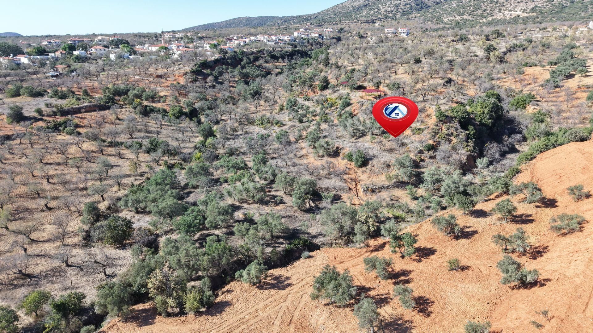 Datça Cumalı Mahallesinde 4.606m² Bademlik - Görsel 4