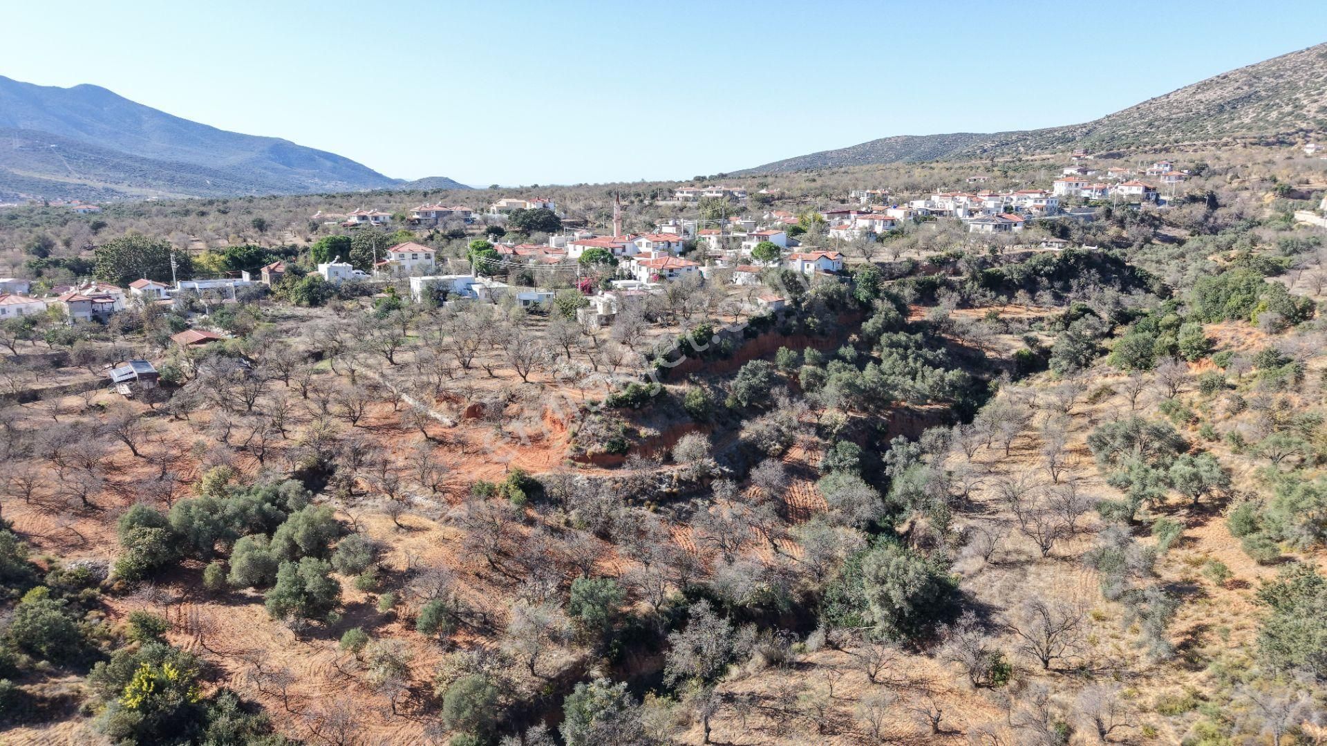 Datça Cumalı Mahallesinde 4.606m² Bademlik - Görsel 20