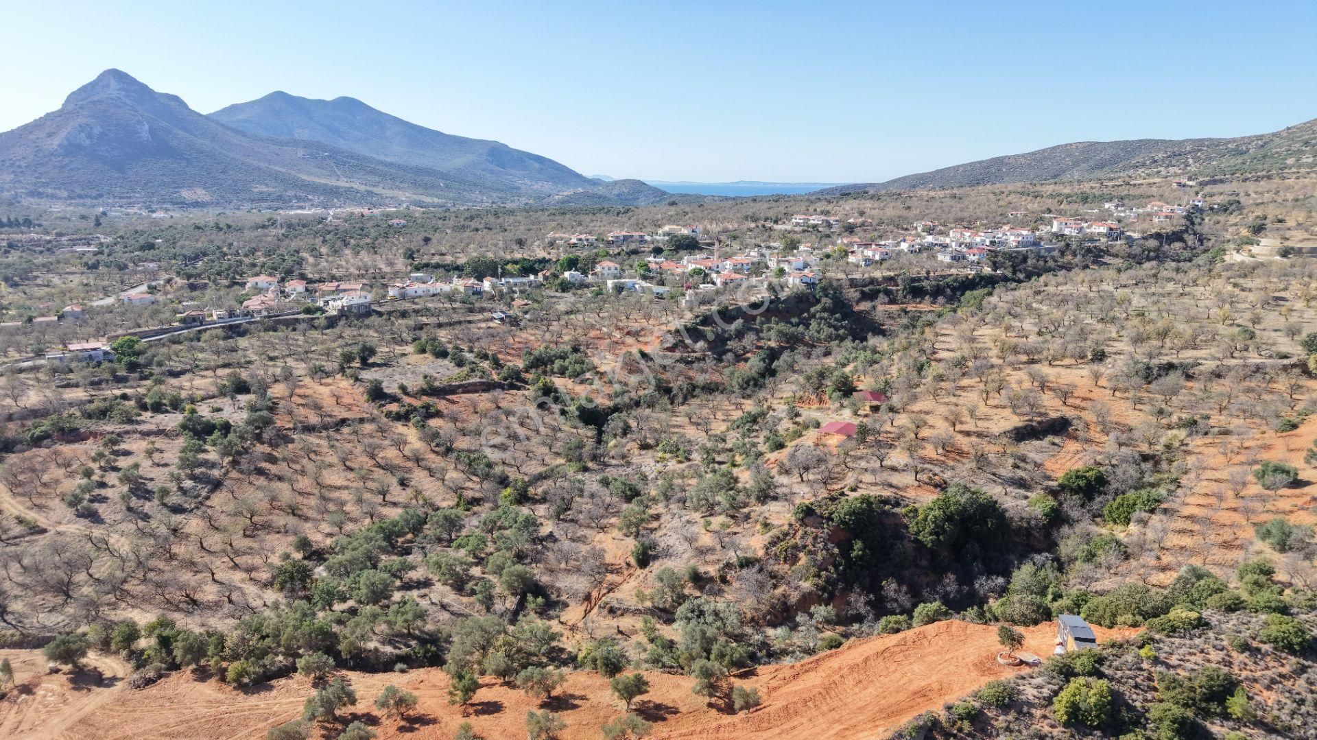 Datça Cumalı Mahallesinde 4.606m² Bademlik - Görsel 10