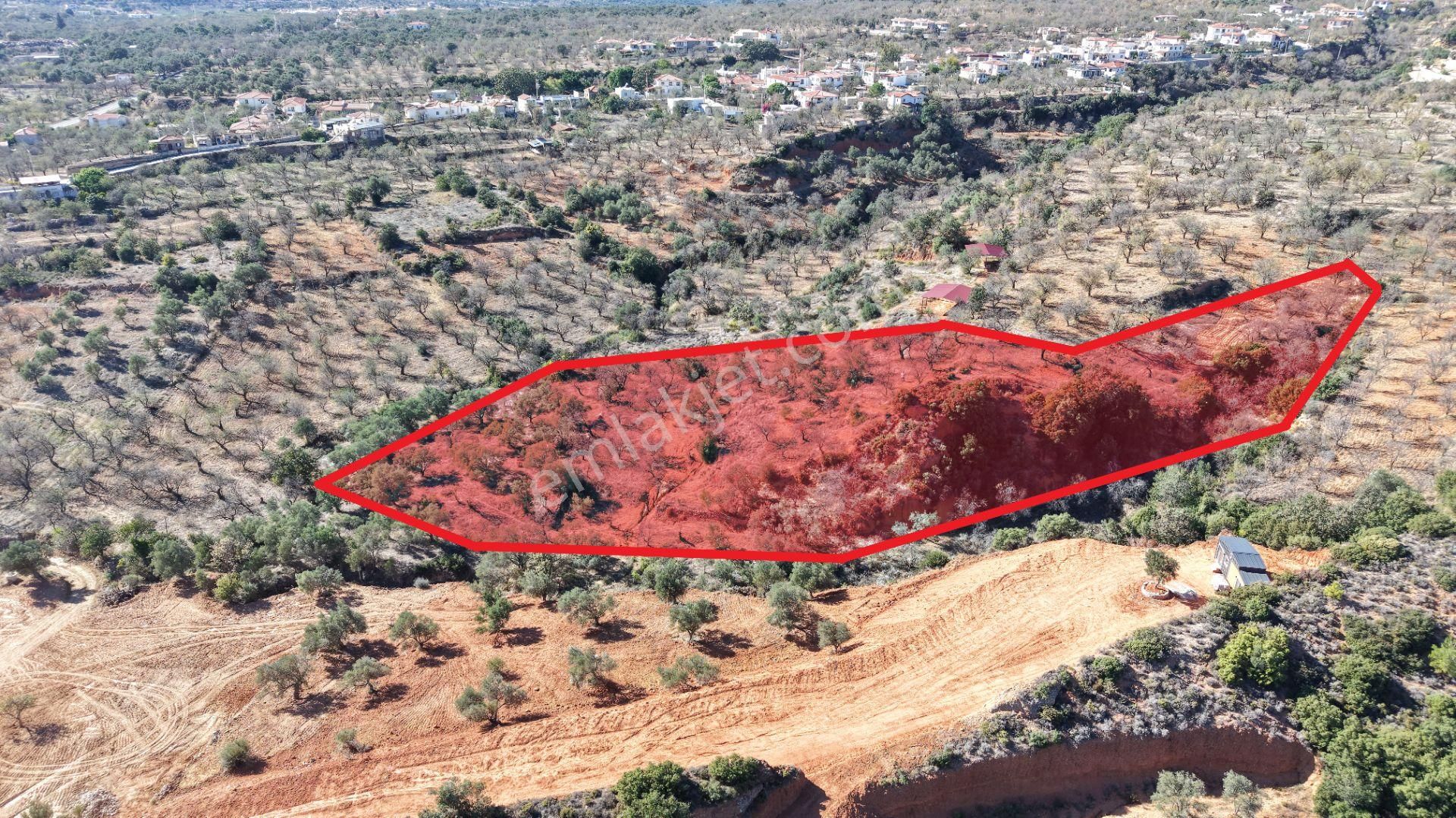 Datça Cumalı Mahallesinde 4.606m² Bademlik - Görsel 9