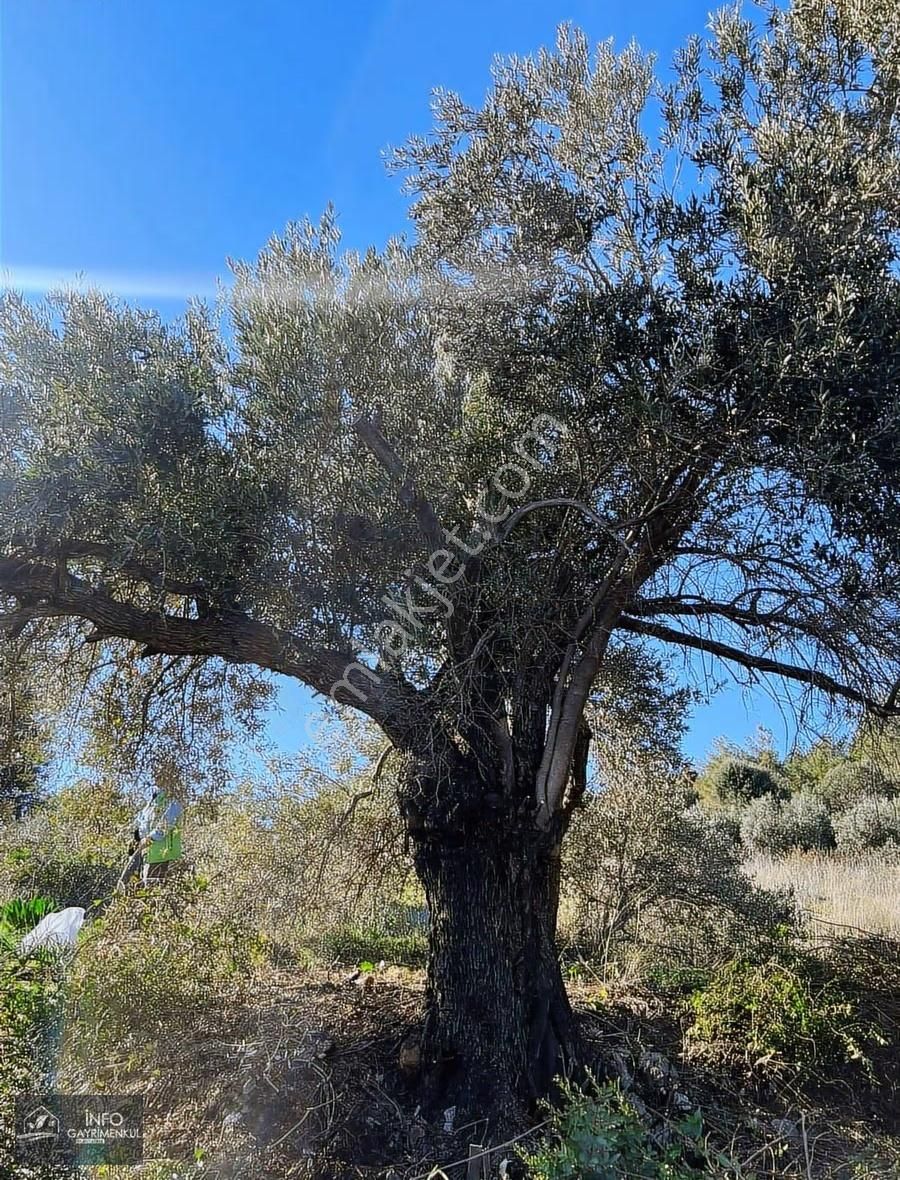 İnfo Gayrimenkul'den Satılık Tarla - Görsel 24