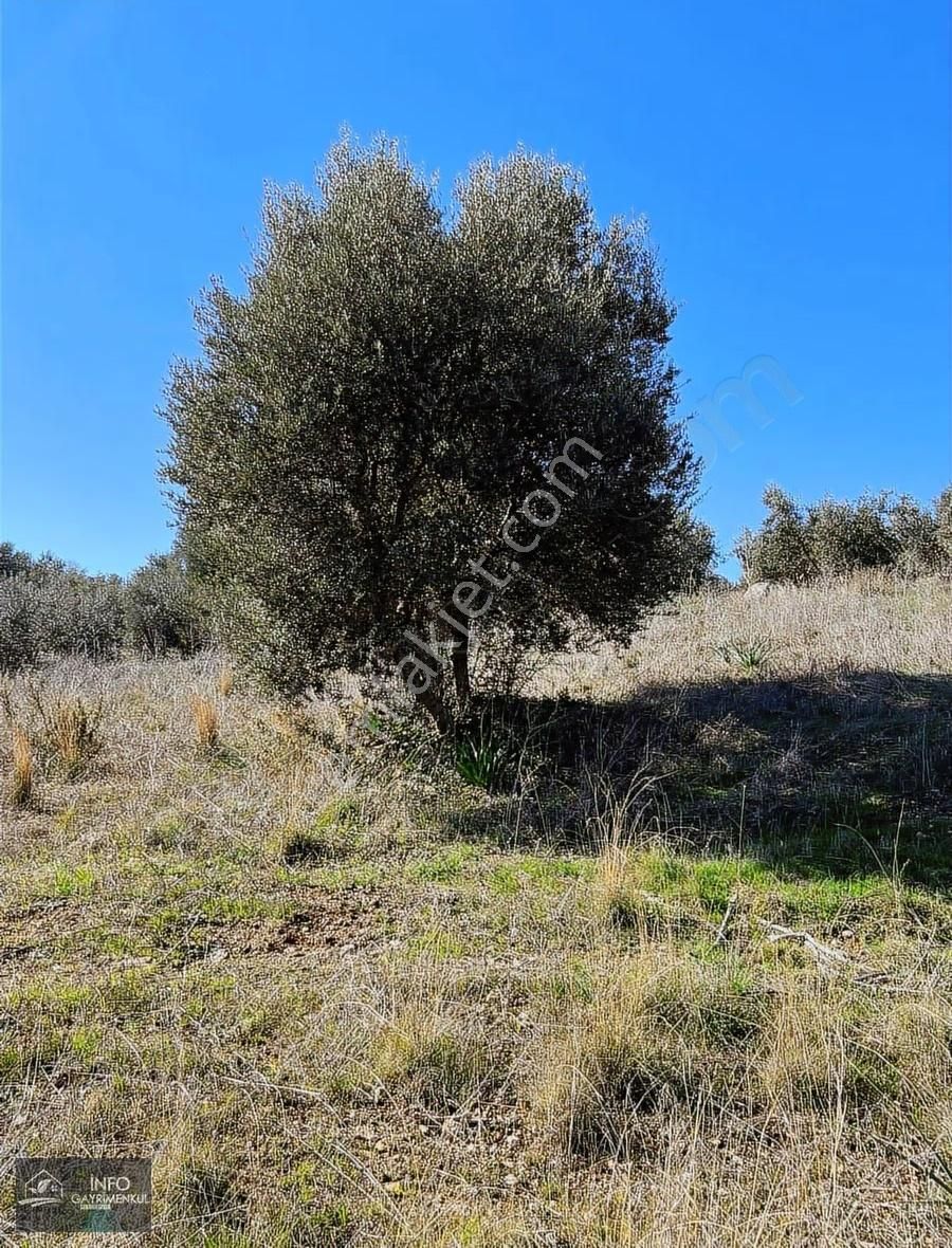 İnfo Gayrimenkul'den Satılık Tarla - Görsel 14