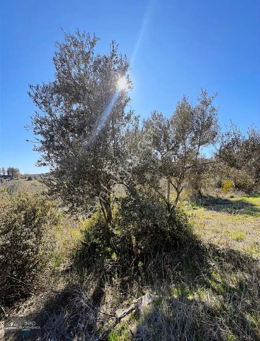 İnfo Gayrimenkul'den Satılık Tarla - Görsel 6