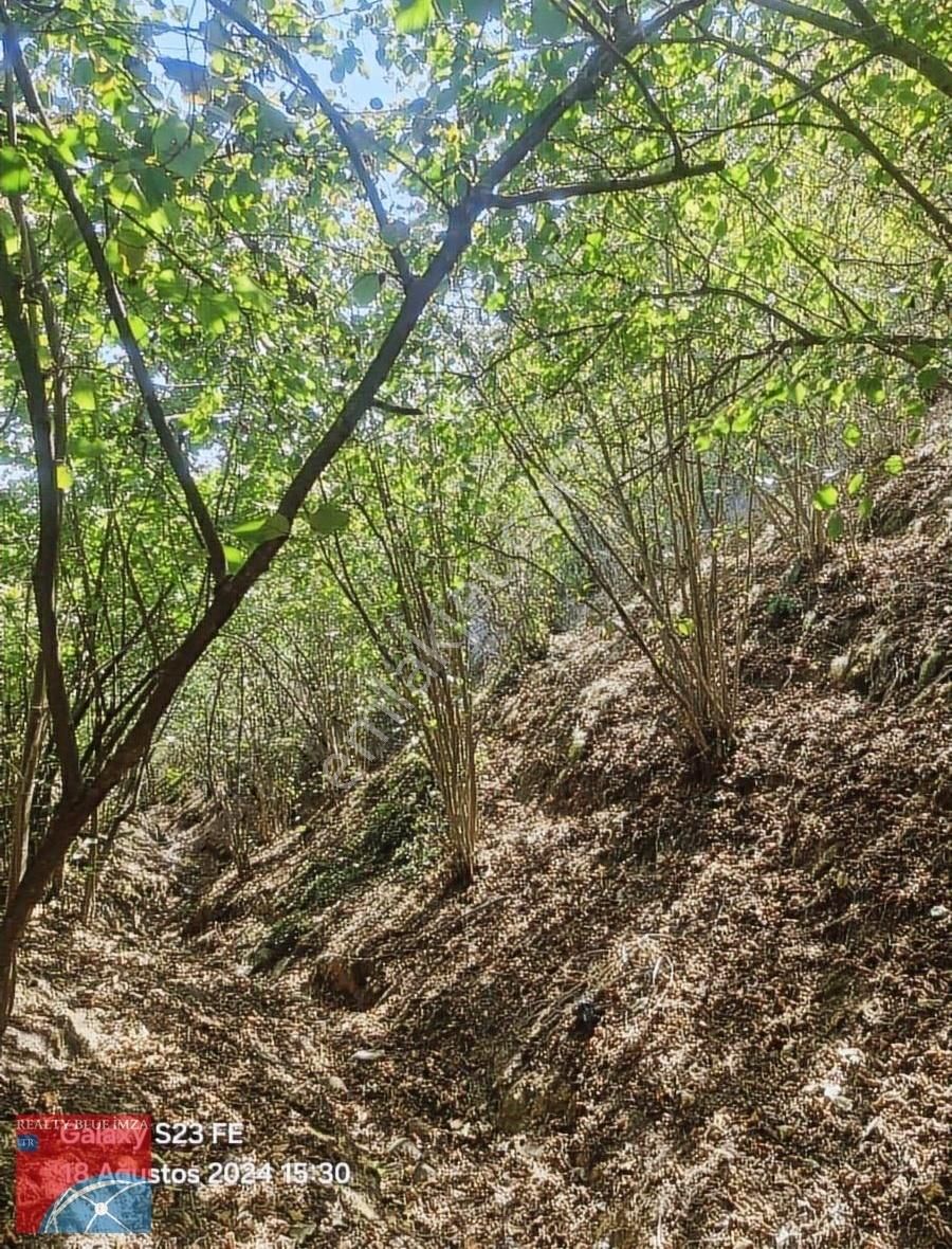 Sakarya Karasu Karapınar Köyü 2588 M Denize 5 Dk Güzel Konumlu - Görsel 14