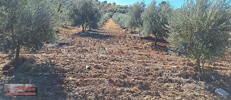 Manisa Salihli'de 195 Dönüm Bakımlı Zeytin Bahçesi - Görsel 10