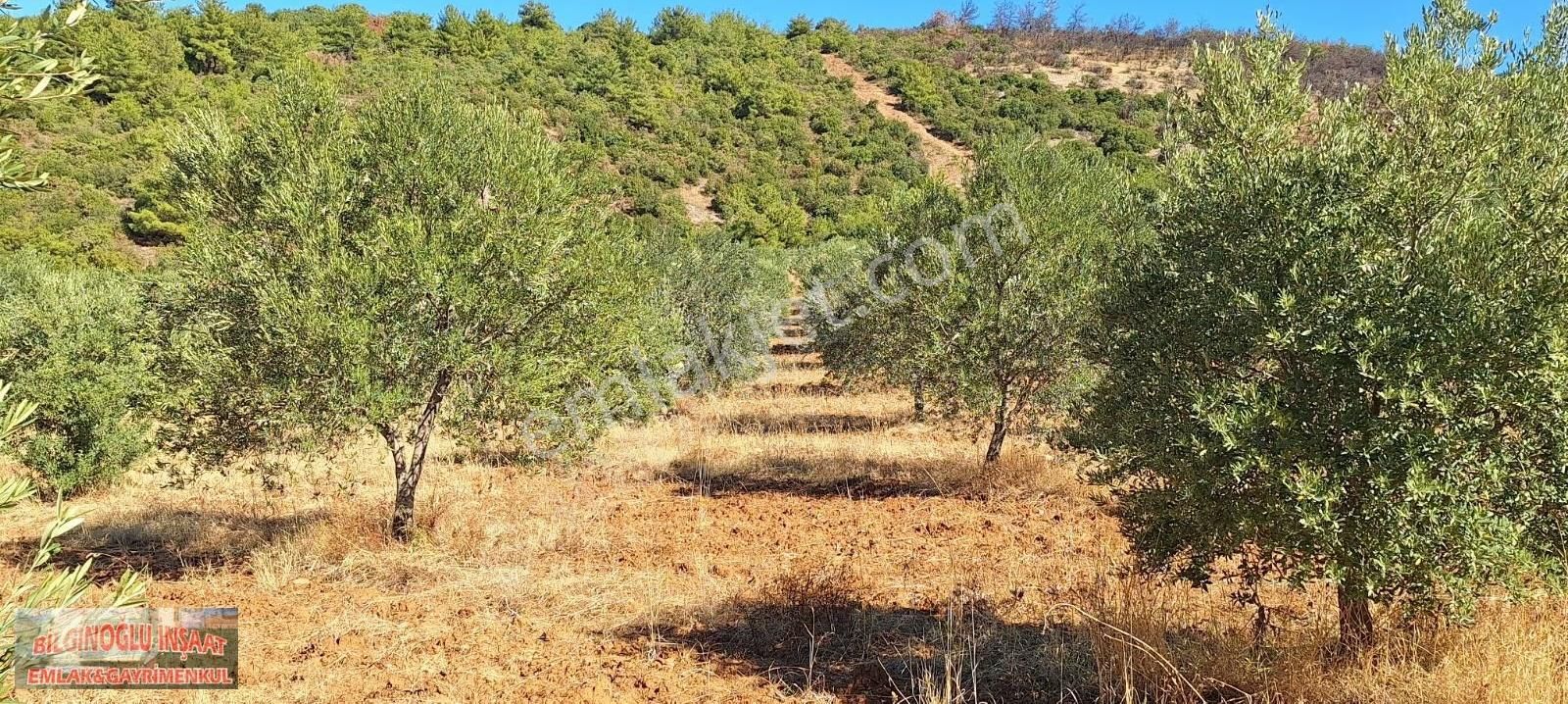 Manisa Salihli'de 195 Dönüm Bakımlı Zeytin Bahçesi - Görsel 15
