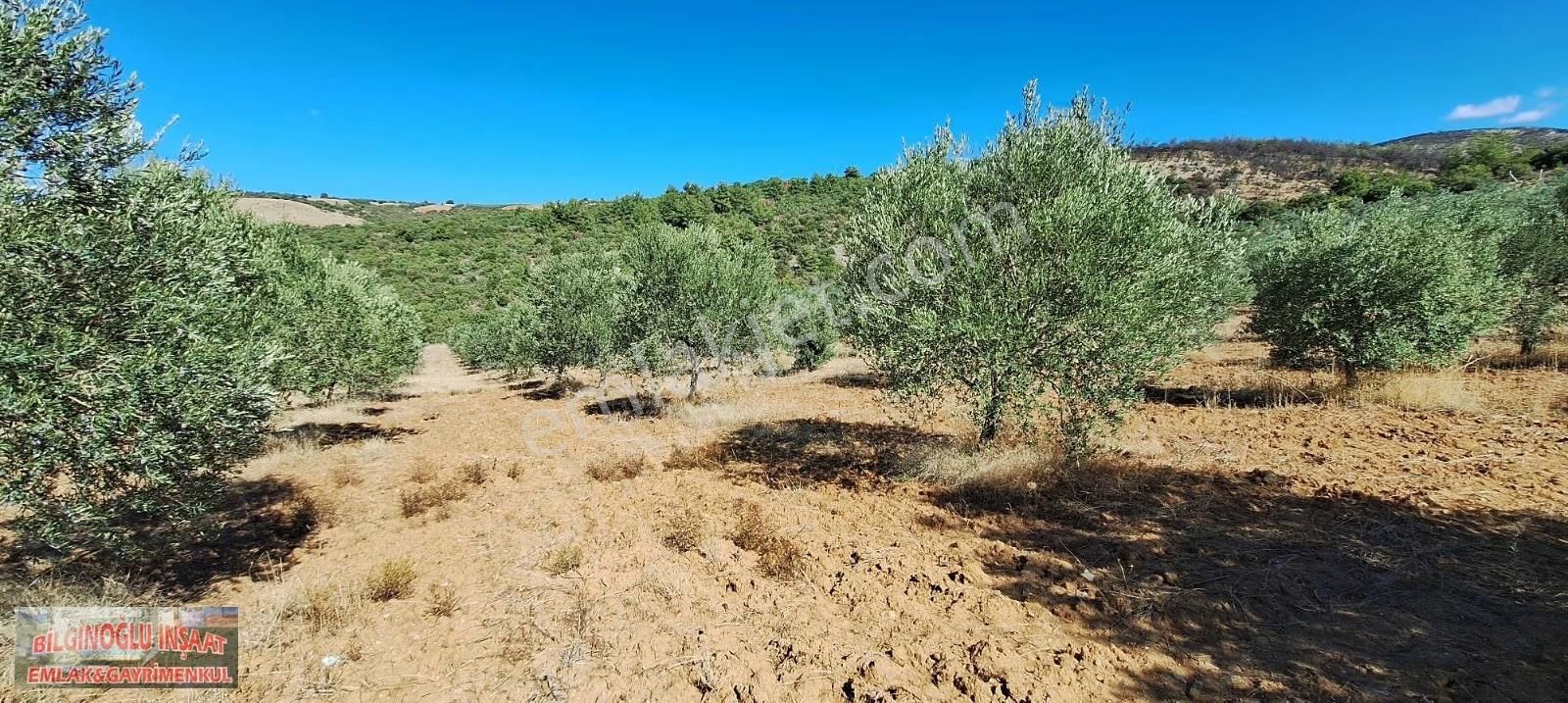 Manisa Salihli'de 195 Dönüm Bakımlı Zeytin Bahçesi - Görsel 3
