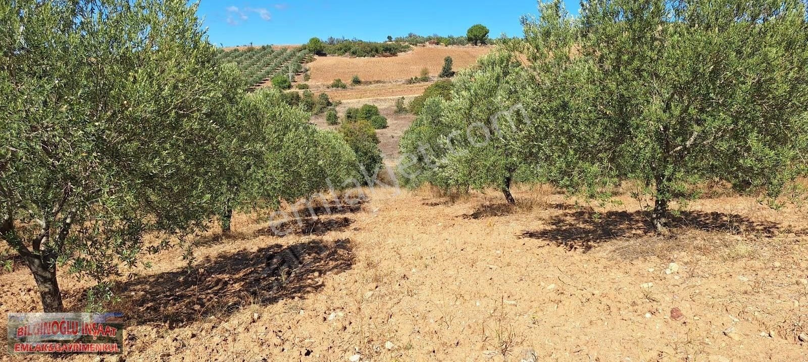 Manisa Salihli'de 195 Dönüm Bakımlı Zeytin Bahçesi - Görsel 7