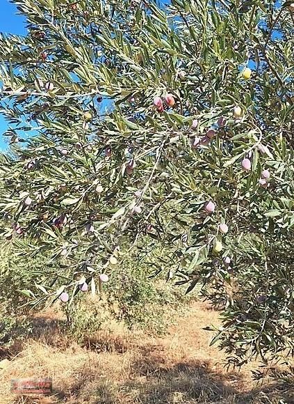 Manisa Salihli'de 195 Dönüm Bakımlı Zeytin Bahçesi - Görsel 18