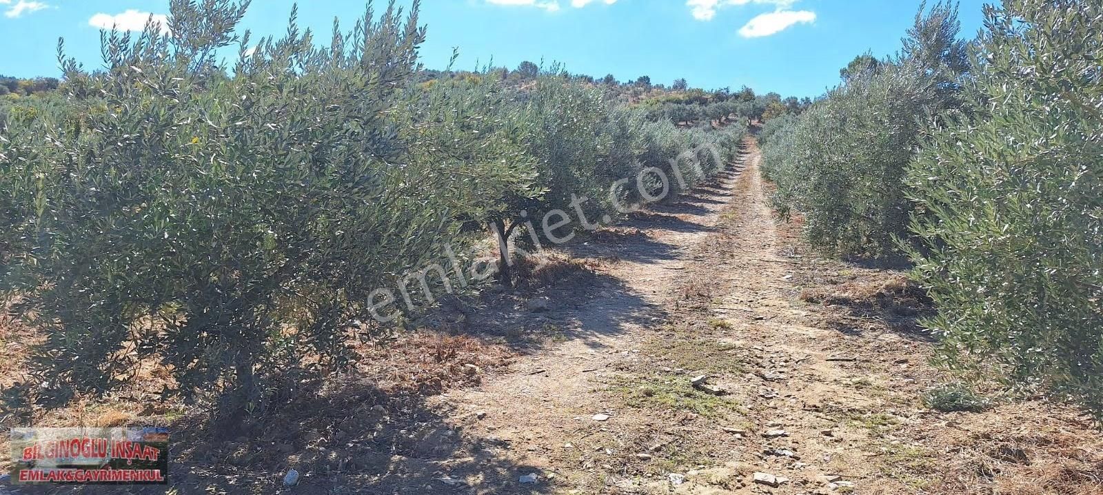 Manisa Salihli'de 195 Dönüm Bakımlı Zeytin Bahçesi - Görsel 4