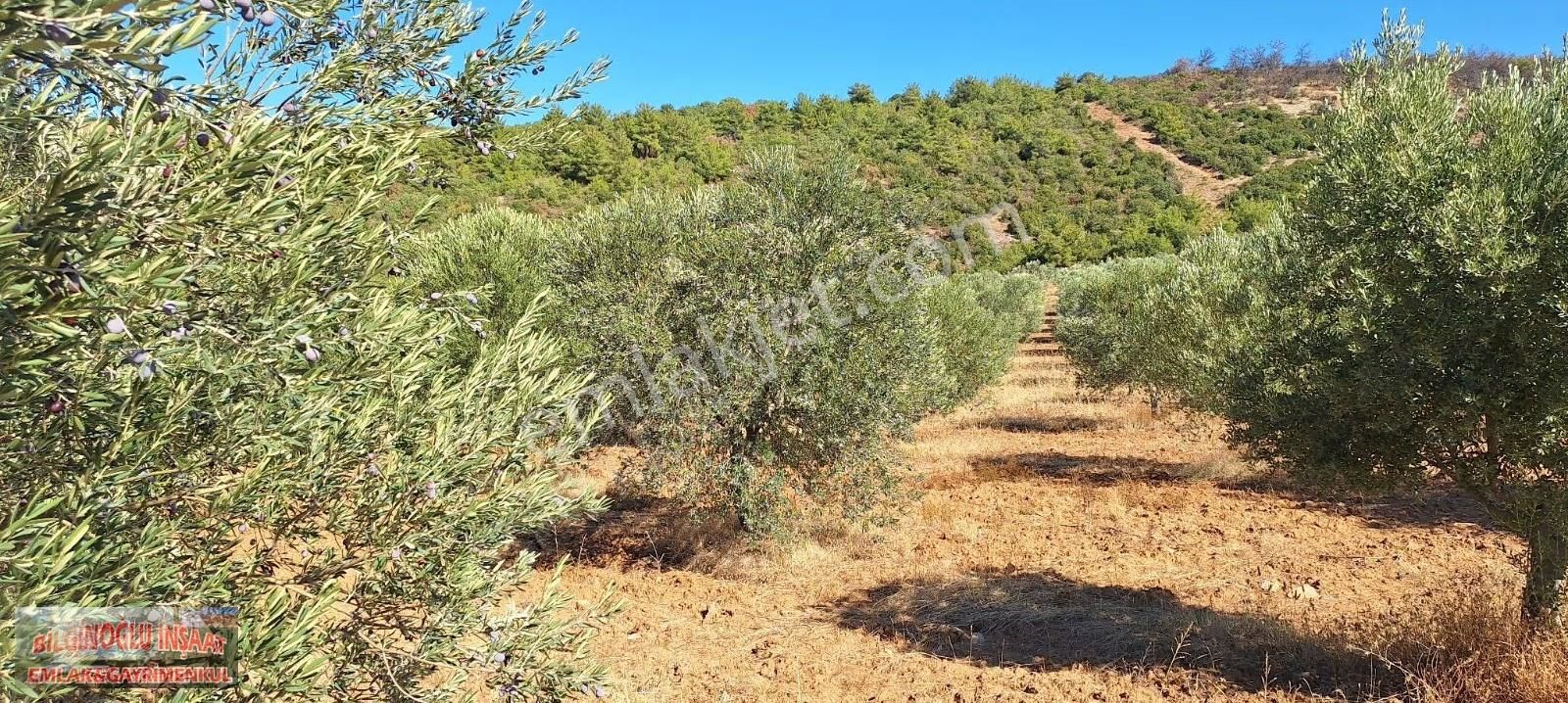 Manisa Salihli'de 195 Dönüm Bakımlı Zeytin Bahçesi - Görsel 11