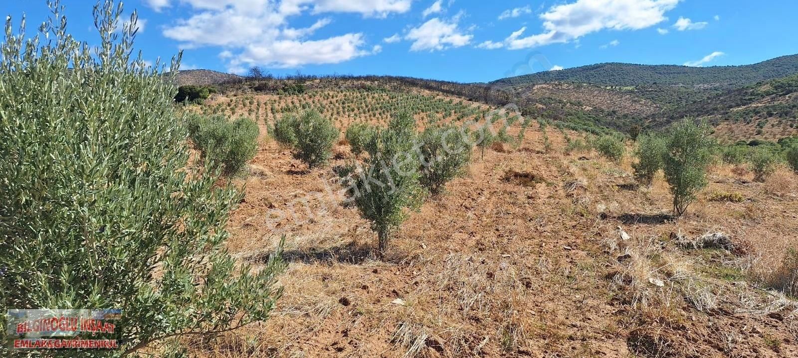 Manisa Salihli'de 195 Dönüm Bakımlı Zeytin Bahçesi - Görsel 6