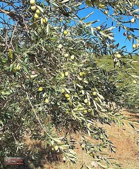 Manisa Salihli'de 195 Dönüm Bakımlı Zeytin Bahçesi - Görsel 13