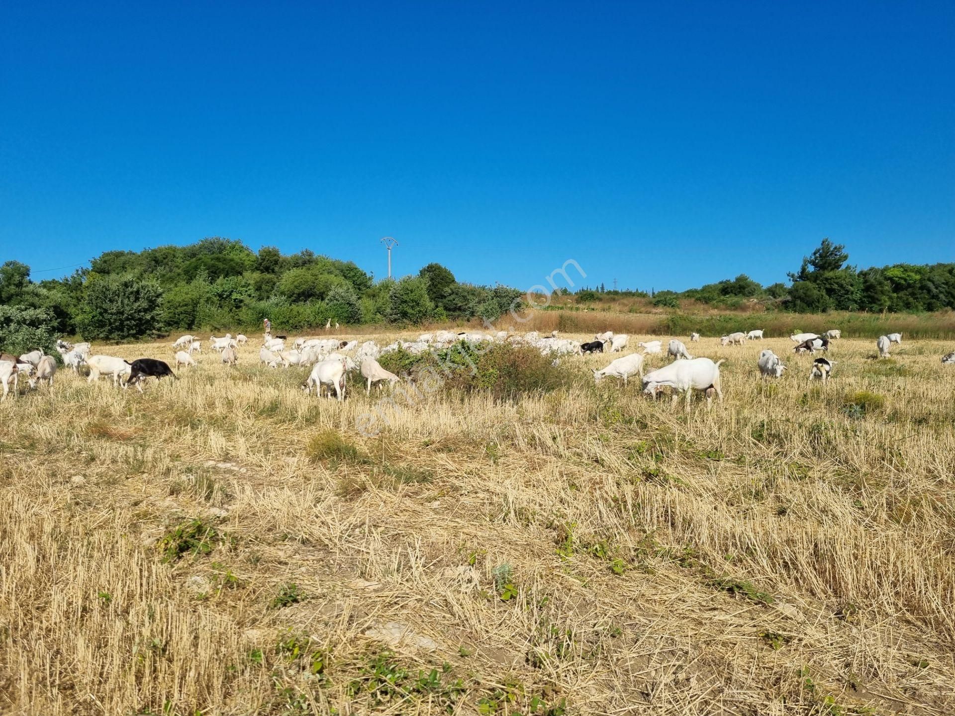 Lapseki Kemiklialan Köyünde Panoramik 6800 M2 Satılık Tarla - Görsel 28