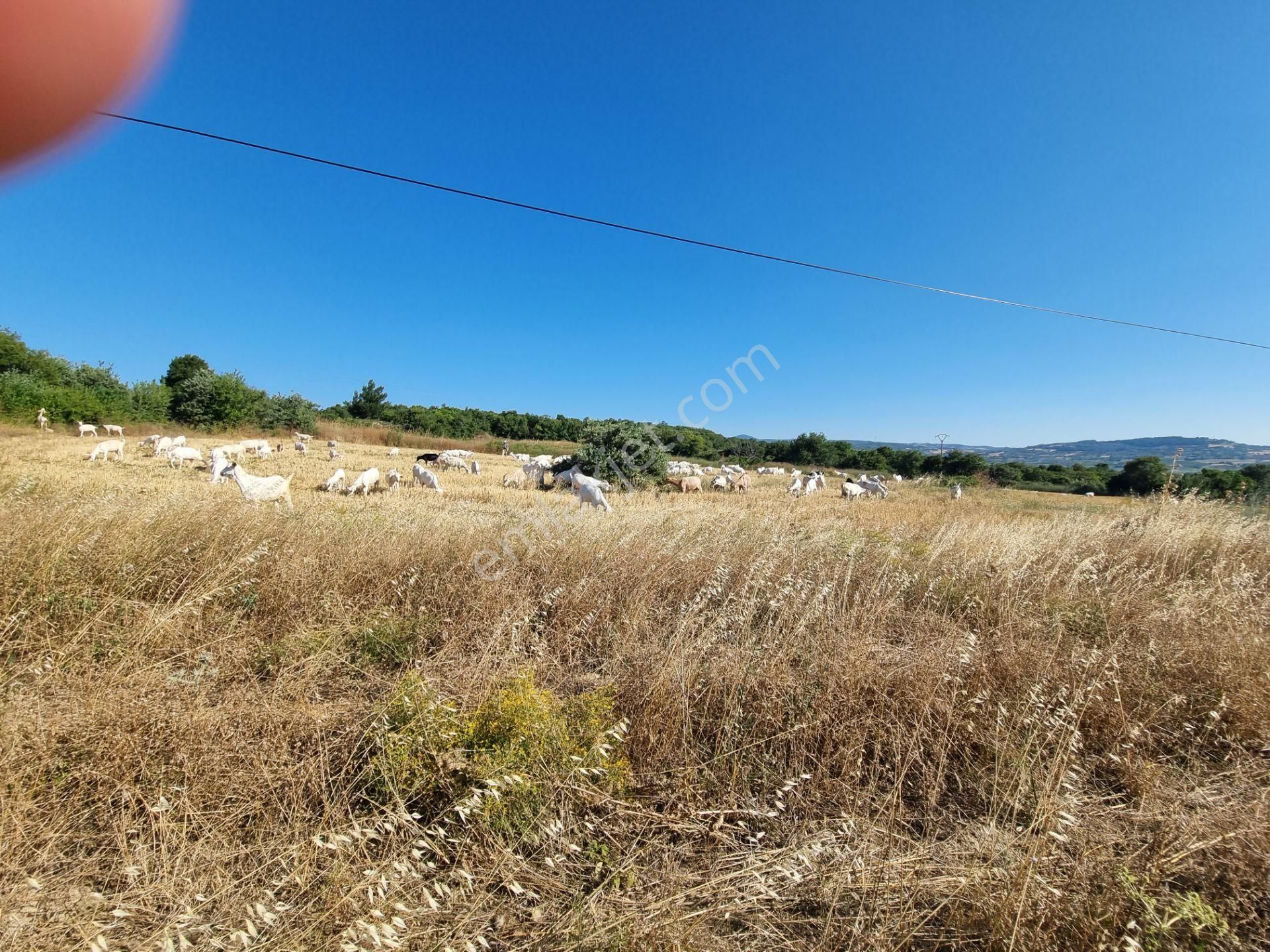 Lapseki Kemiklialan Köyünde Panoramik 6800 M2 Satılık Tarla - Görsel 24