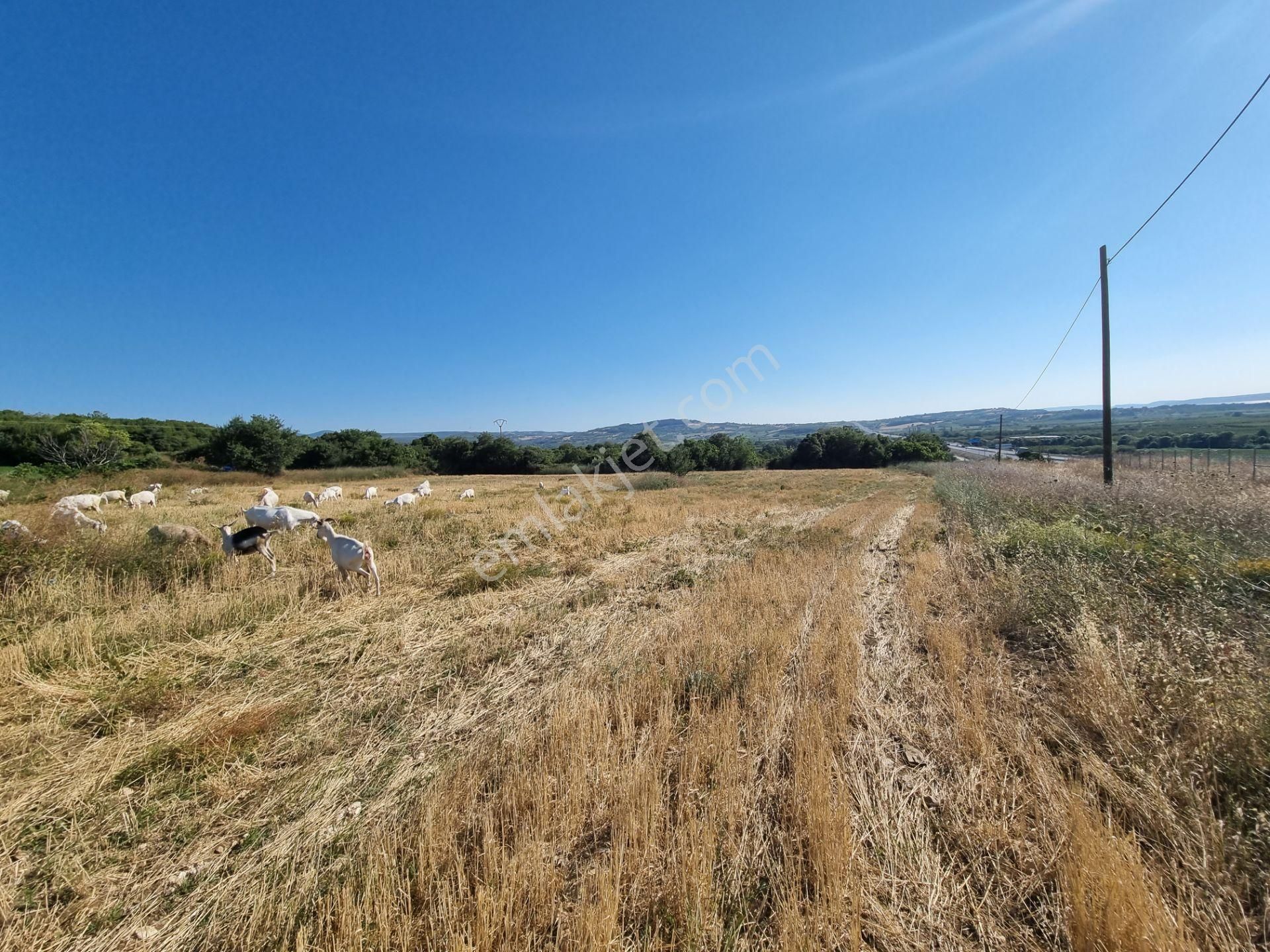 Lapseki Kemiklialan Köyünde Panoramik 6800 M2 Satılık Tarla - Görsel 26