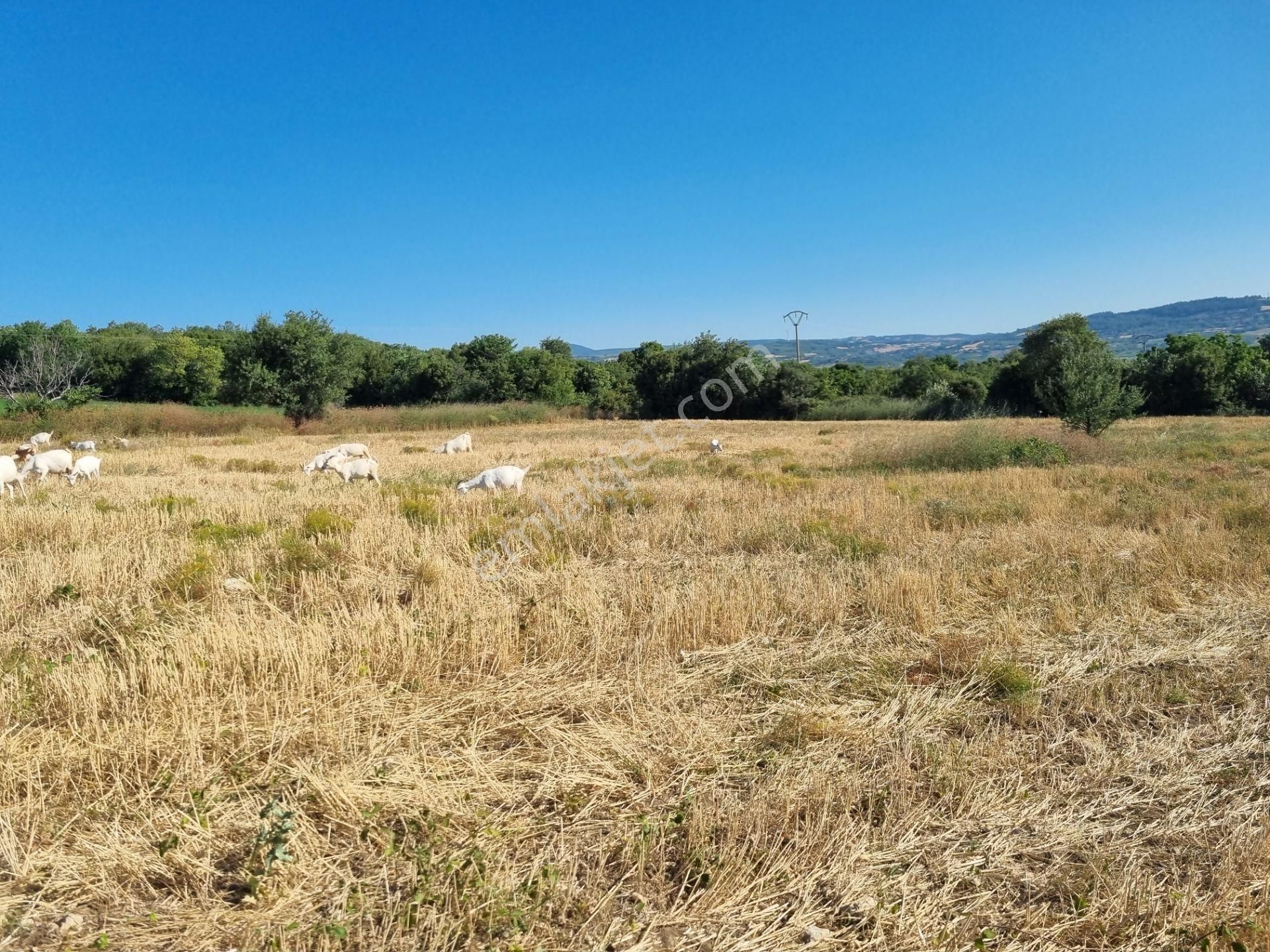 Lapseki Kemiklialan Köyünde Panoramik 6800 M2 Satılık Tarla - Görsel 27