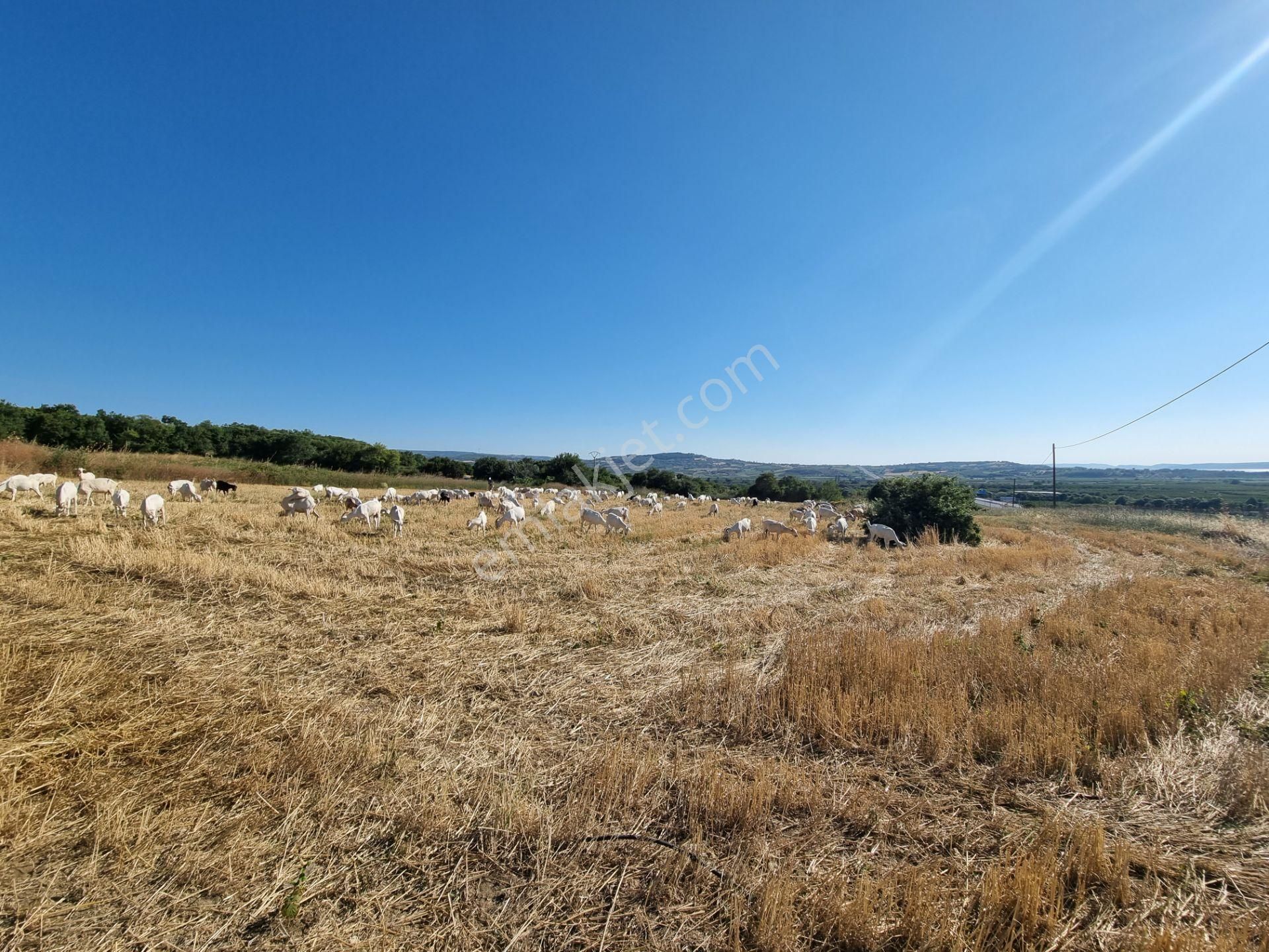 Lapseki Kemiklialan Köyünde Panoramik 6800 M2 Satılık Tarla - Görsel 15