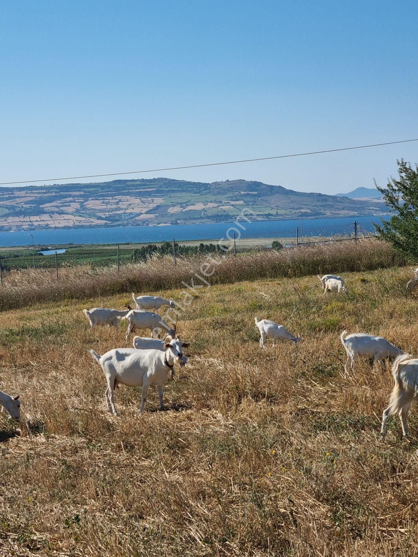 Lapseki Kemiklialan Köyünde Panoramik 6800 M2 Satılık Tarla
