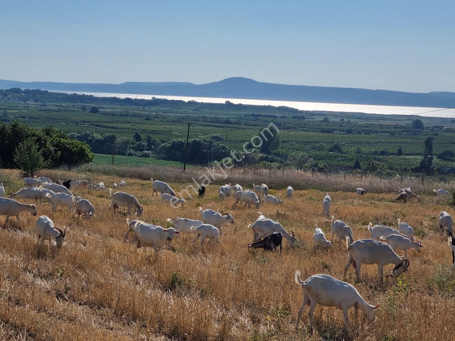 Lapseki Kemiklialan Köyünde Panoramik 6800 M2 Satılık Tarla - Görsel 12