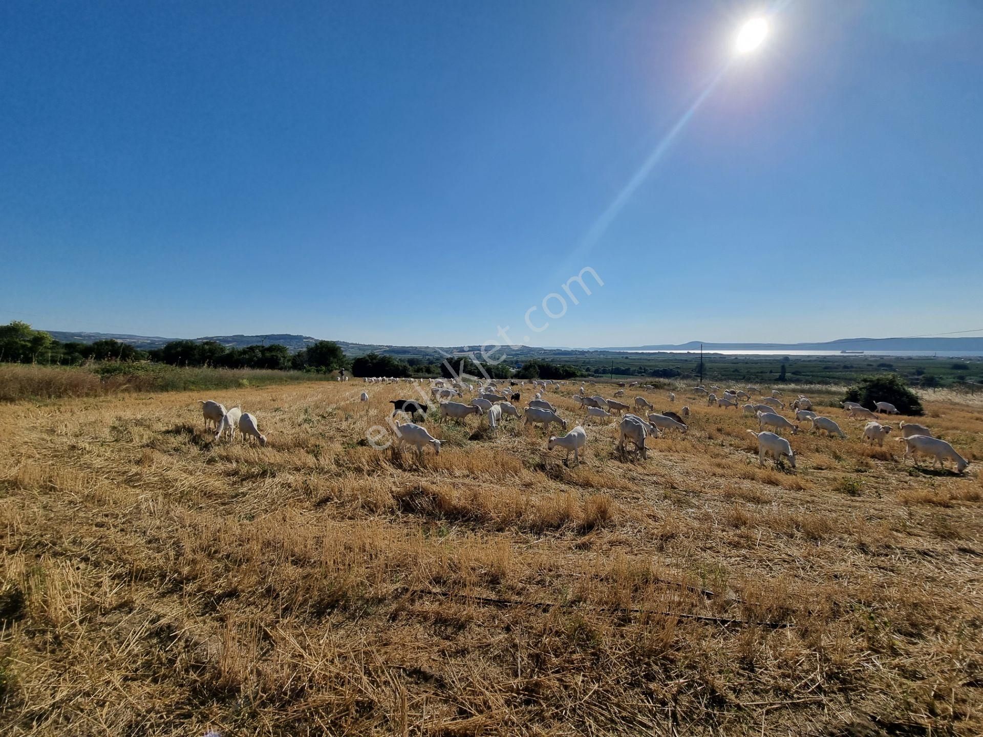 Lapseki Kemiklialan Köyünde Panoramik 6800 M2 Satılık Tarla - Görsel 13