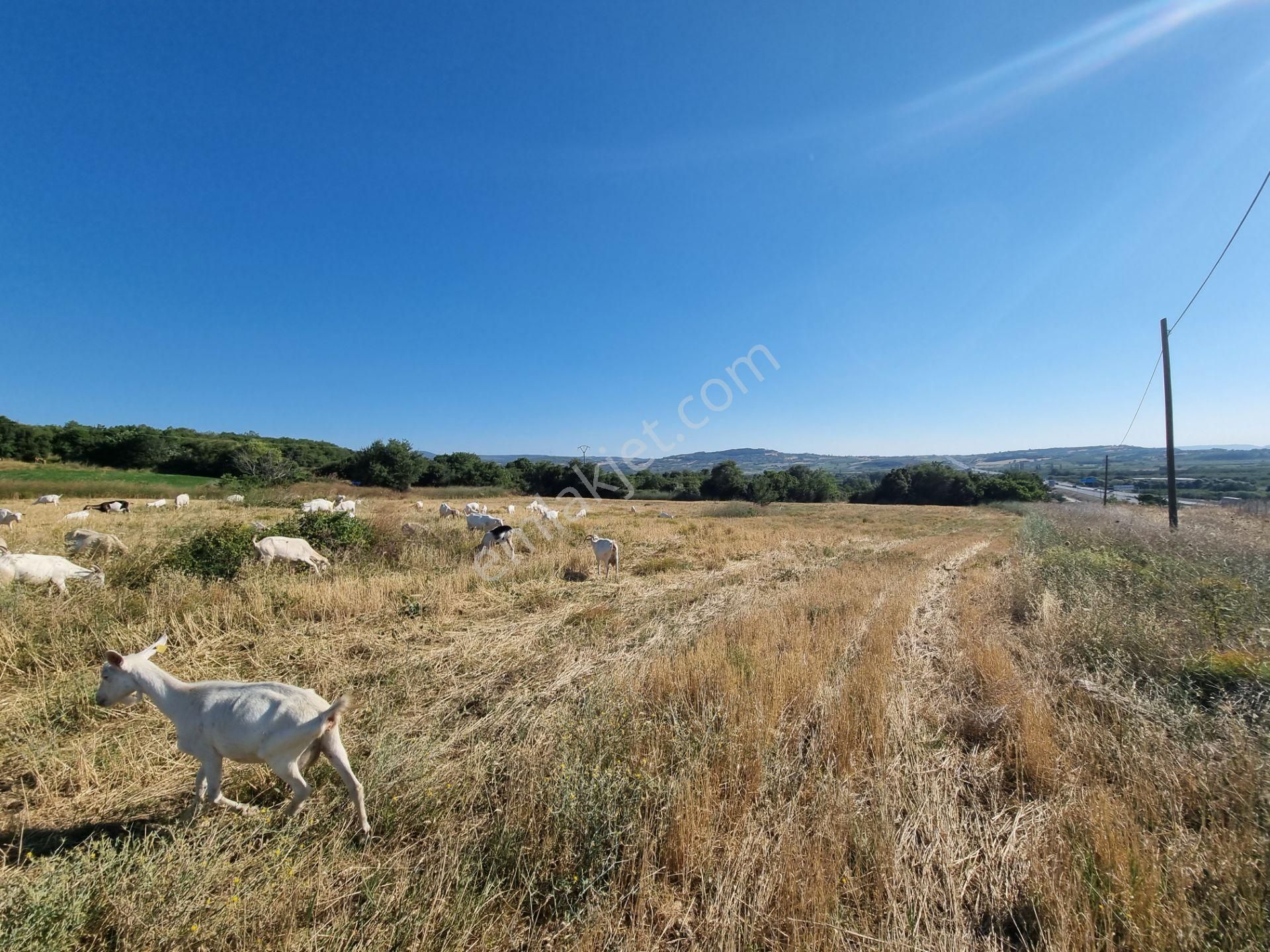 Lapseki Kemiklialan Köyünde Panoramik 6800 M2 Satılık Tarla - Görsel 25