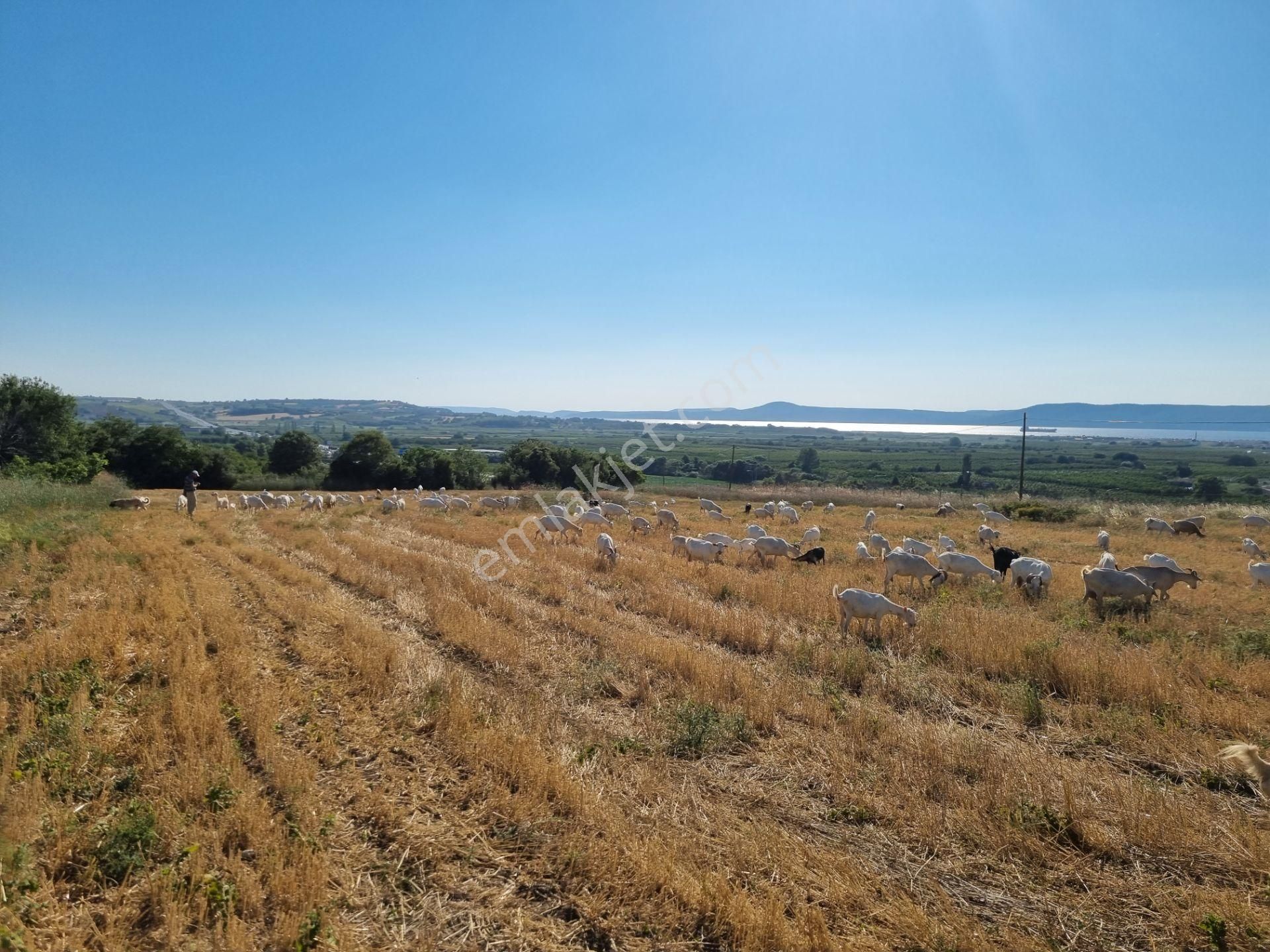 Lapseki Kemiklialan Köyünde Panoramik 6800 M2 Satılık Tarla - Görsel 11