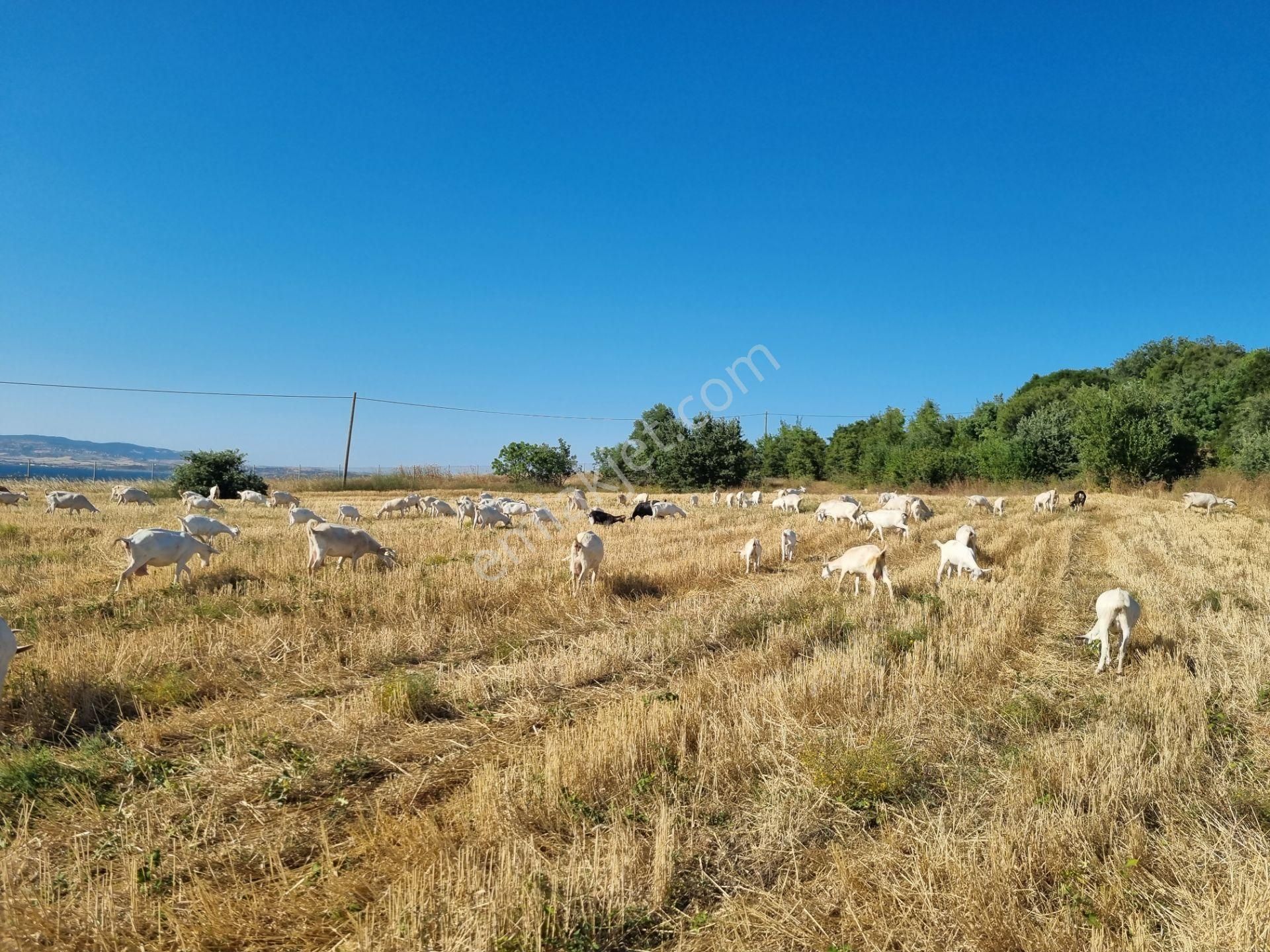 Lapseki Kemiklialan Köyünde Panoramik 6800 M2 Satılık Tarla - Görsel 7