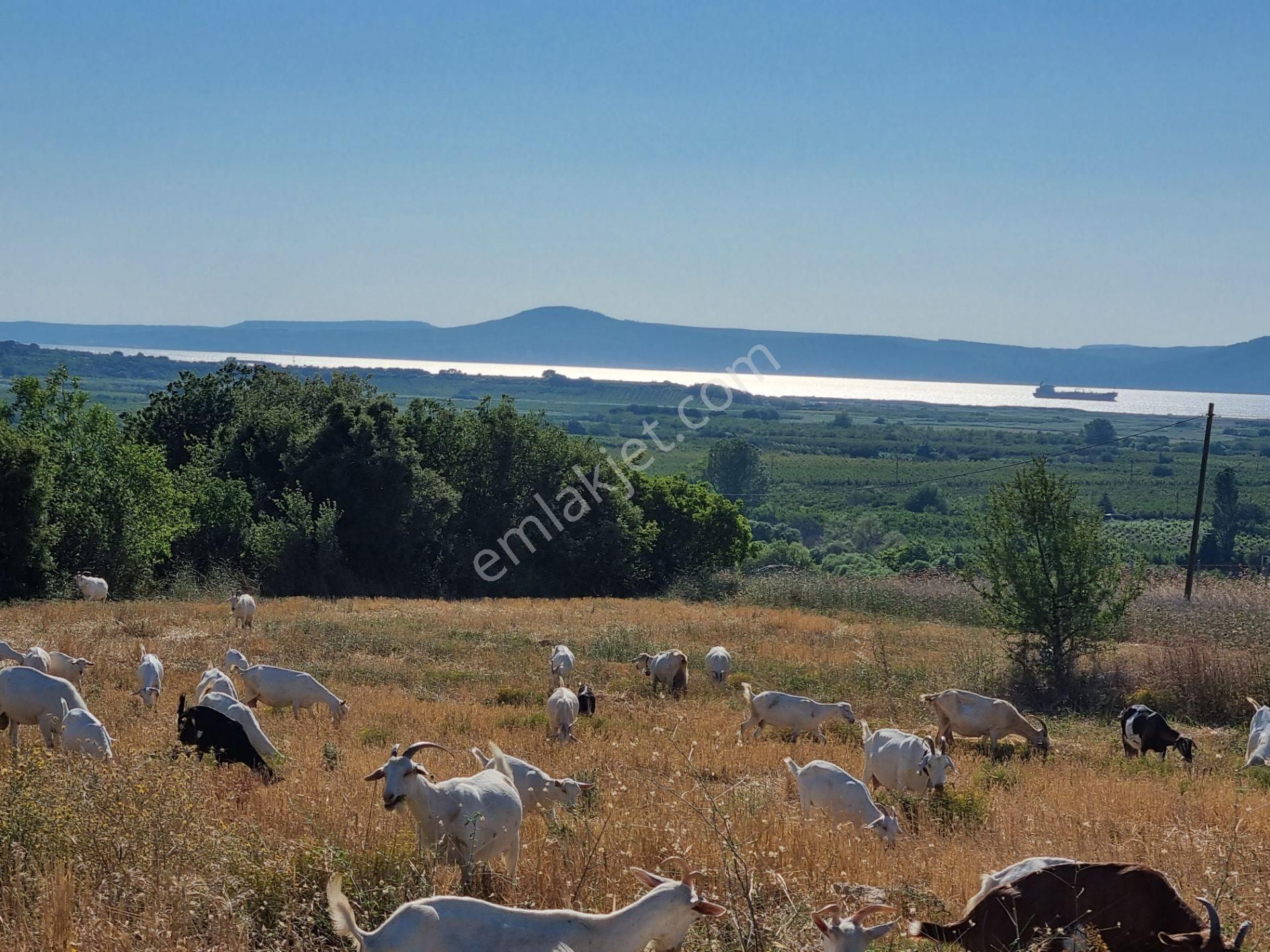Lapseki Kemiklialan Köyünde Panoramik 6800 M2 Satılık Tarla - Görsel 4