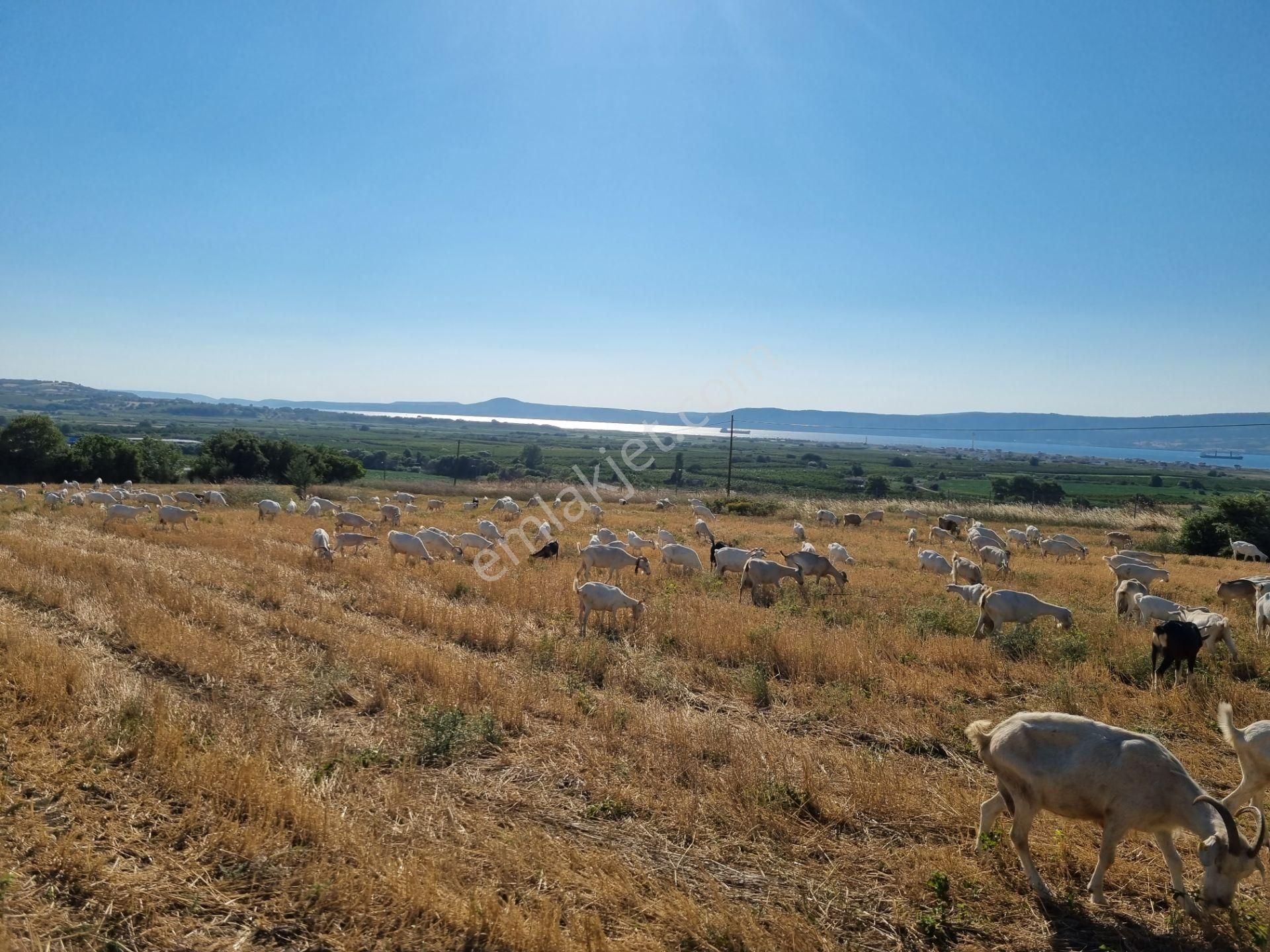 Lapseki Kemiklialan Köyünde Panoramik 6800 M2 Satılık Tarla - Görsel 9