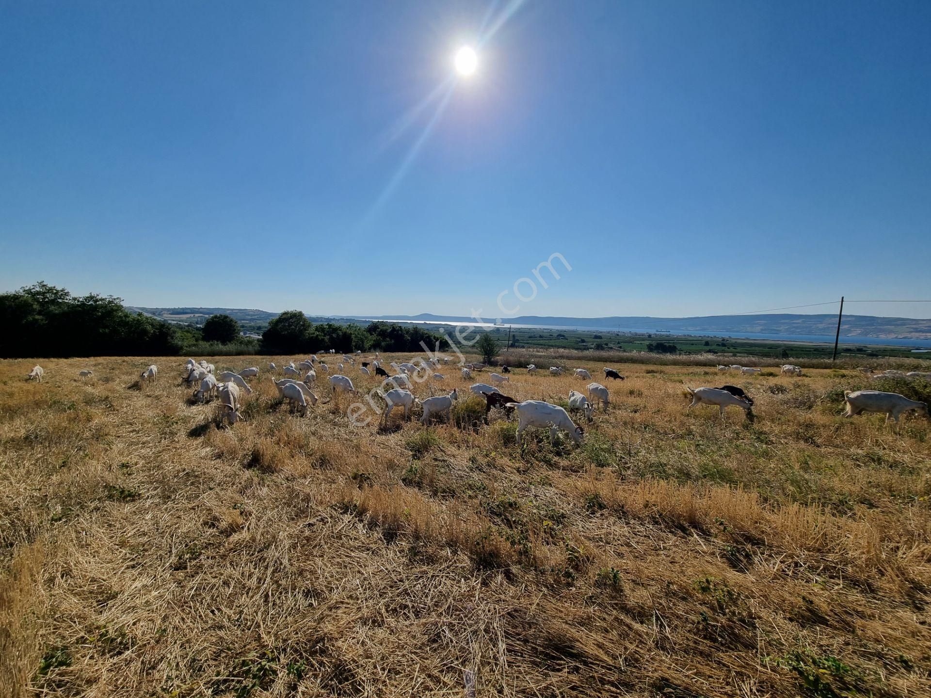 Lapseki Kemiklialan Köyünde Panoramik 6800 M2 Satılık Tarla - Görsel 5