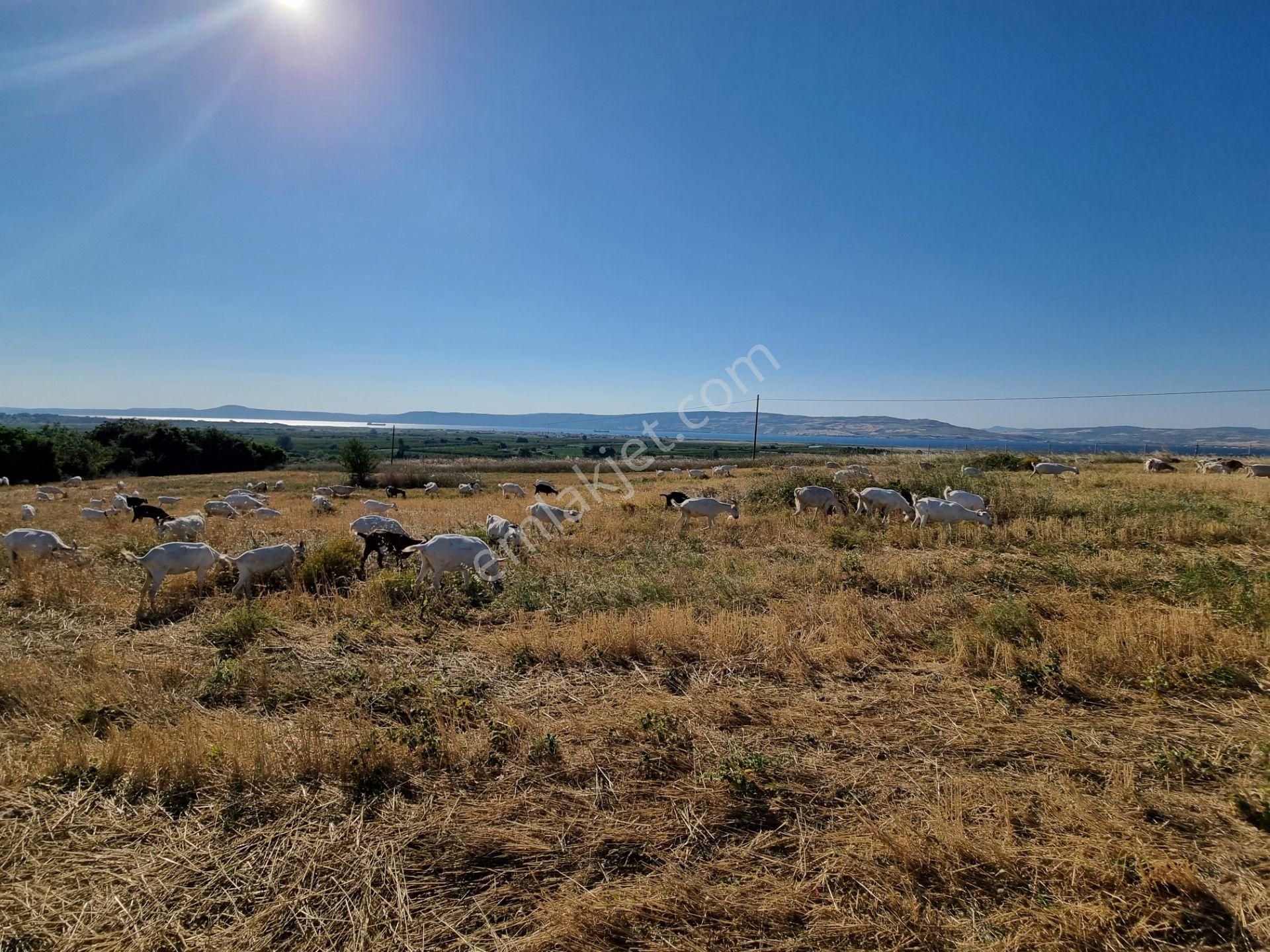 Lapseki Kemiklialan Köyünde Panoramik 6800 M2 Satılık Tarla - Görsel 6