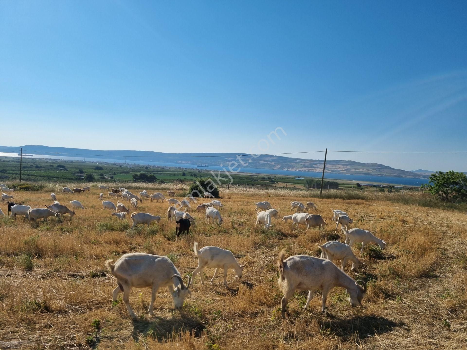 Lapseki Kemiklialan Köyünde Panoramik 6800 M2 Satılık Tarla - Görsel 10