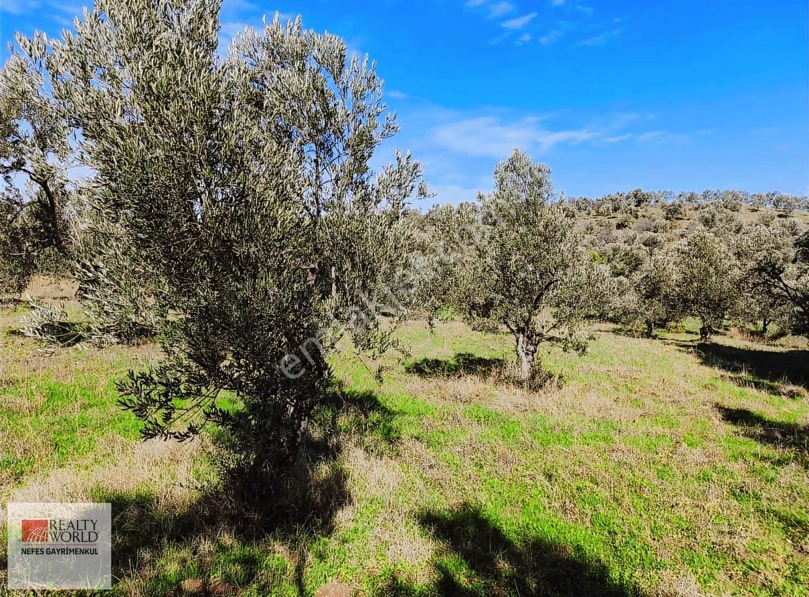 Rw Nefes'ten Burhaniye Şahinler Köyünde 6529 M² Zeytinlik - Görsel 6
