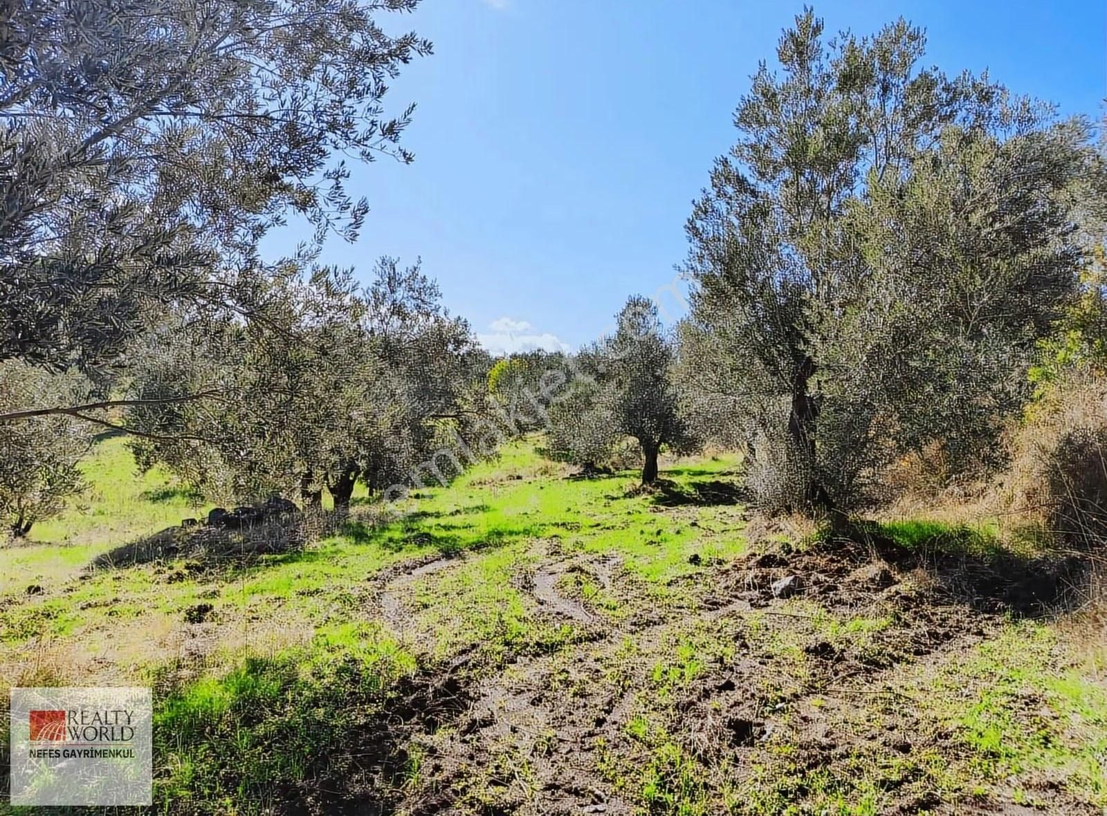 Rw Nefes'ten Burhaniye Şahinler Köyünde 6529 M² Zeytinlik - Görsel 3